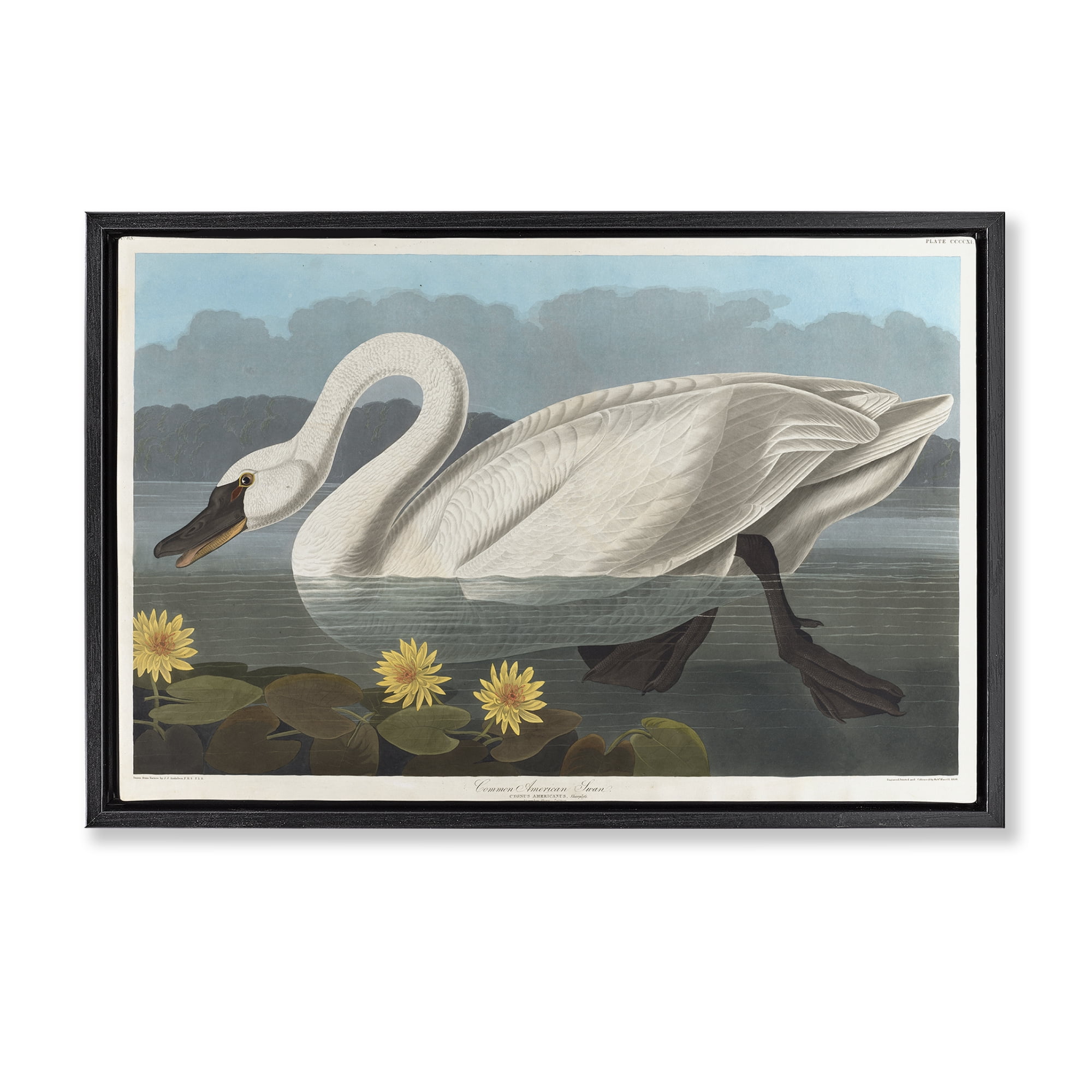 Stupell Industries Classic Common American Swan Animals Painting Black Floater Framed Canvas Art Print Wall Art, 31 x 21