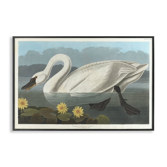 Stupell Industries Classic Common American Swan Animals Painting Black Framed Art Print Wall Art, 18 x 12
