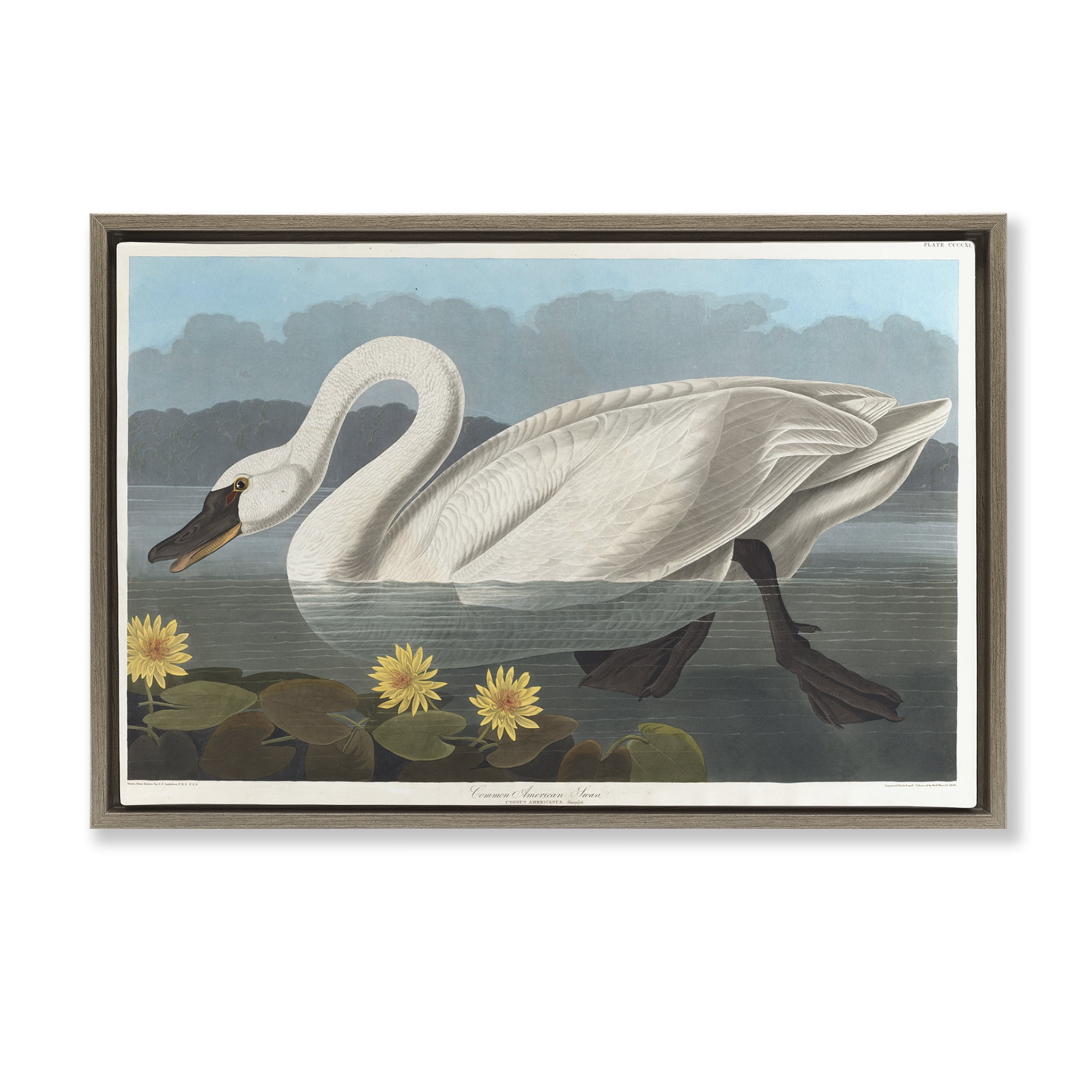 Stupell Industries Classic Common American Swan Animals Painting Brown Floater Framed Canvas Art Print Wall Art, 25 x 17