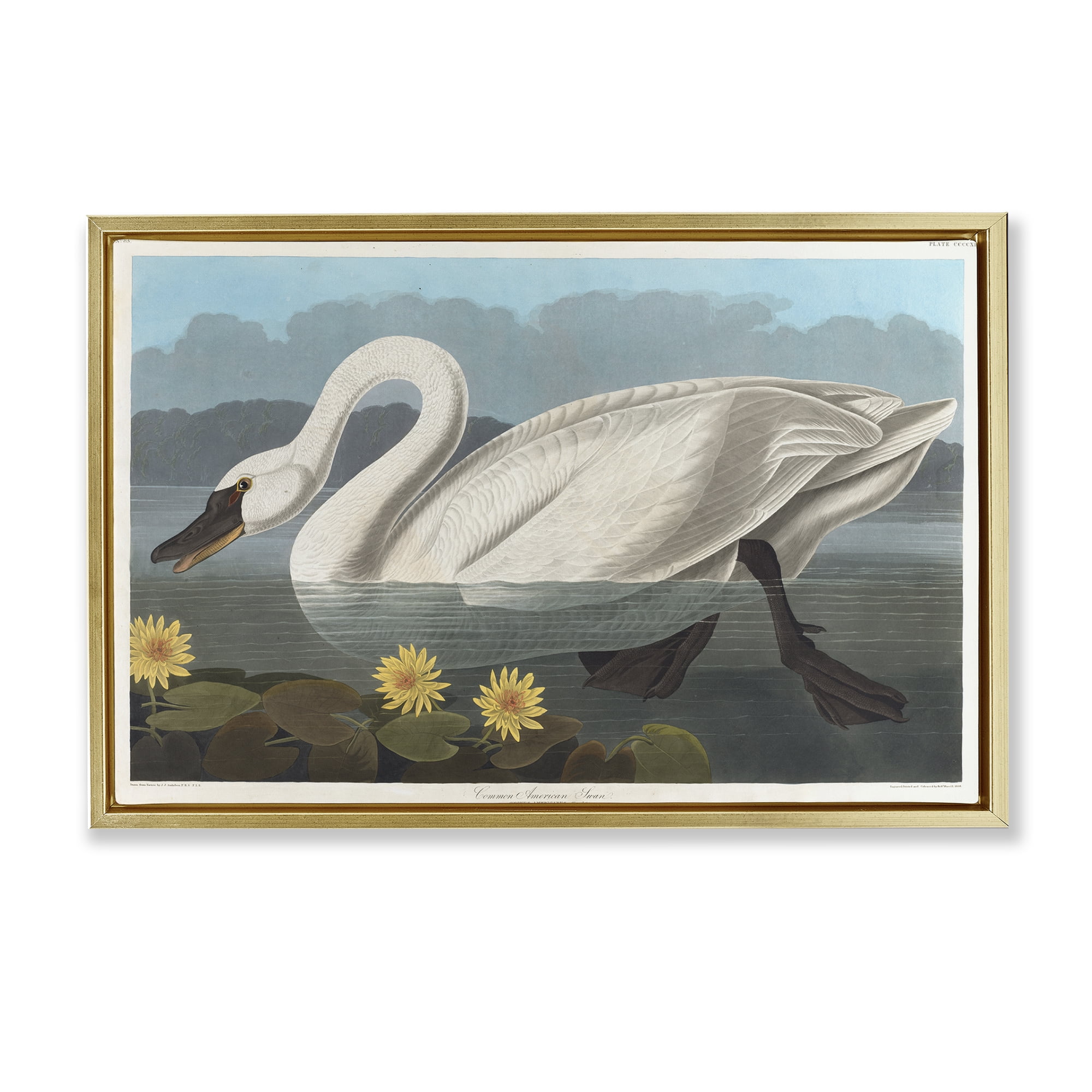 Stupell Industries Classic Common American Swan Animals Painting Gold Floater Framed Canvas Art Print Wall Art, 25 x 17