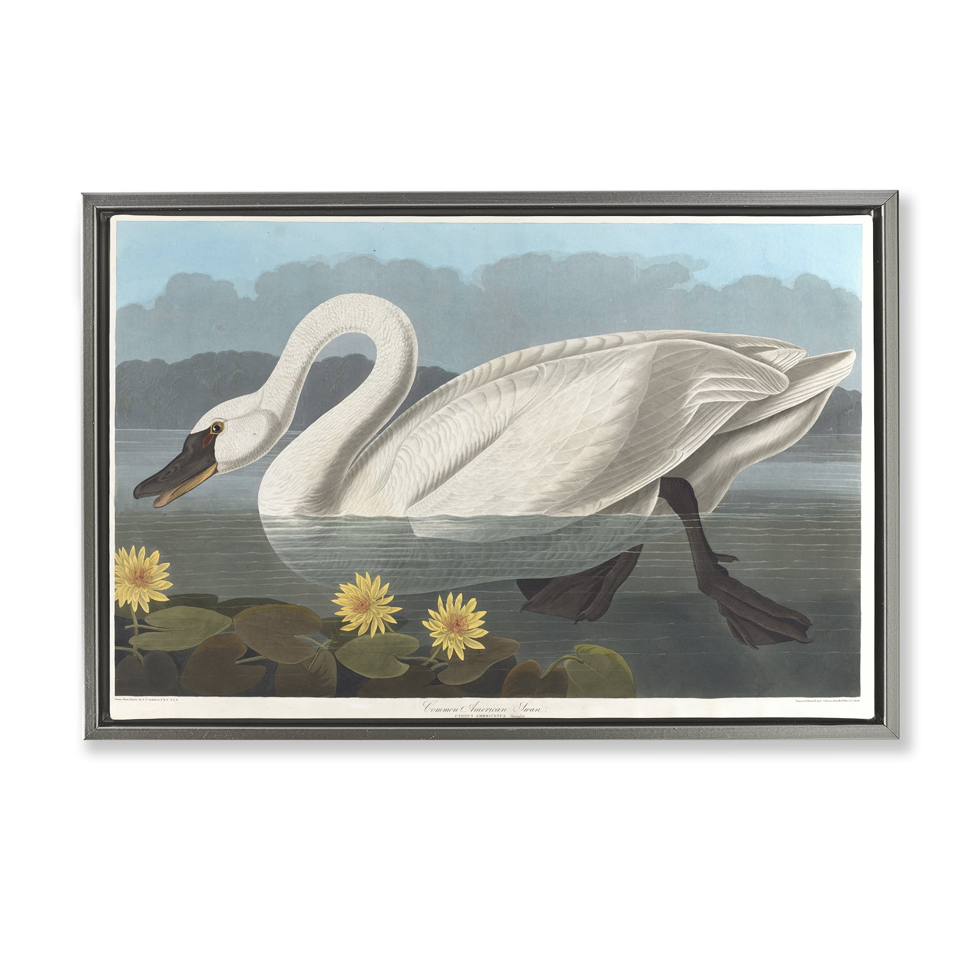 Stupell Industries Classic Common American Swan Animals Painting Gray Floater Framed Canvas Art Print Wall Art, 31 x 21