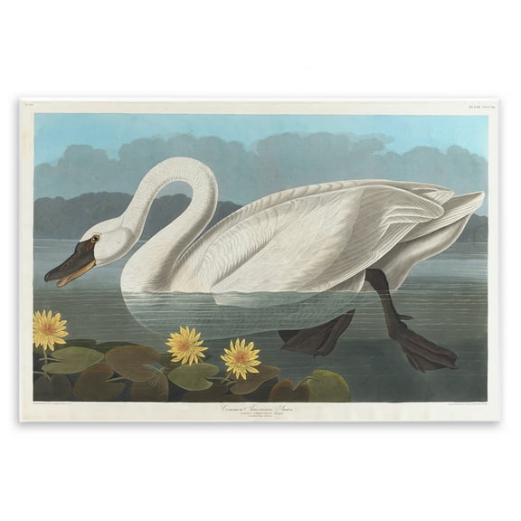 Stupell Industries Classic Common American Swan Animals Painting Unframed Art Print Wall Art, 15 x 10