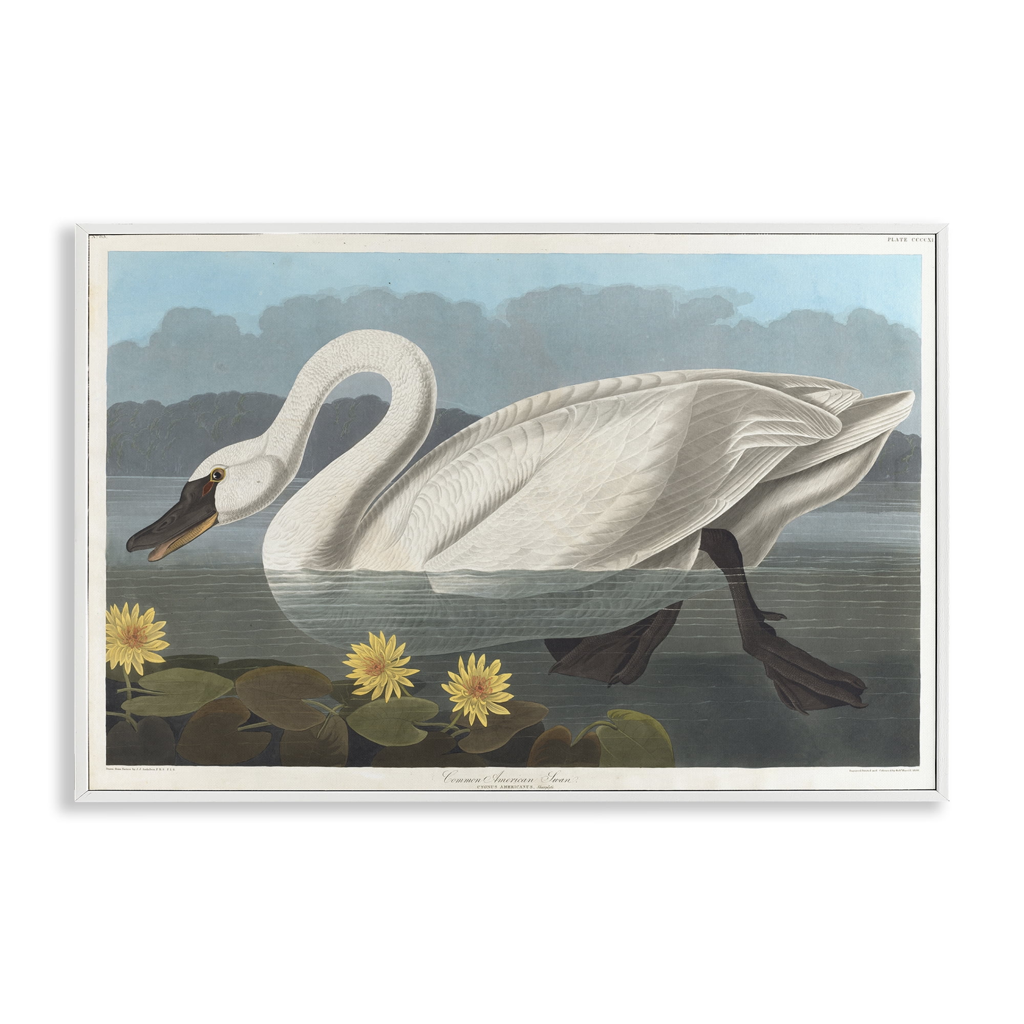Stupell Industries Classic Common American Swan Animals Painting White Framed Art Print Wall Art, 24 x 16