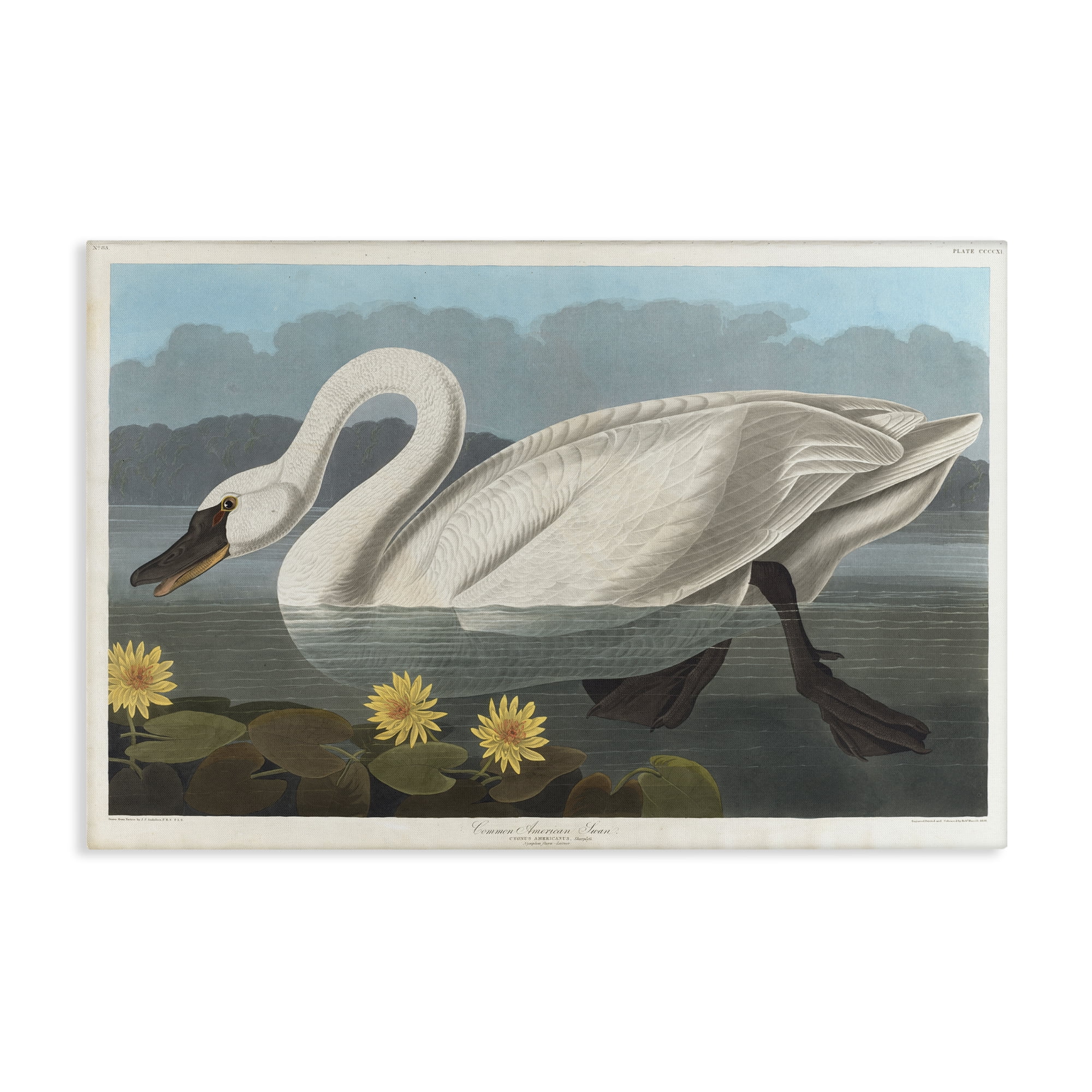Stupell Industries Classic Common American Swan Animals Painting Wrapped Canvas Art Print Wall Art, 36 x 24