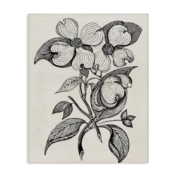 Stupell Industries Cottage Classic Cut of Dogwood Canvas Art, 30 x 40, by Karen Smith