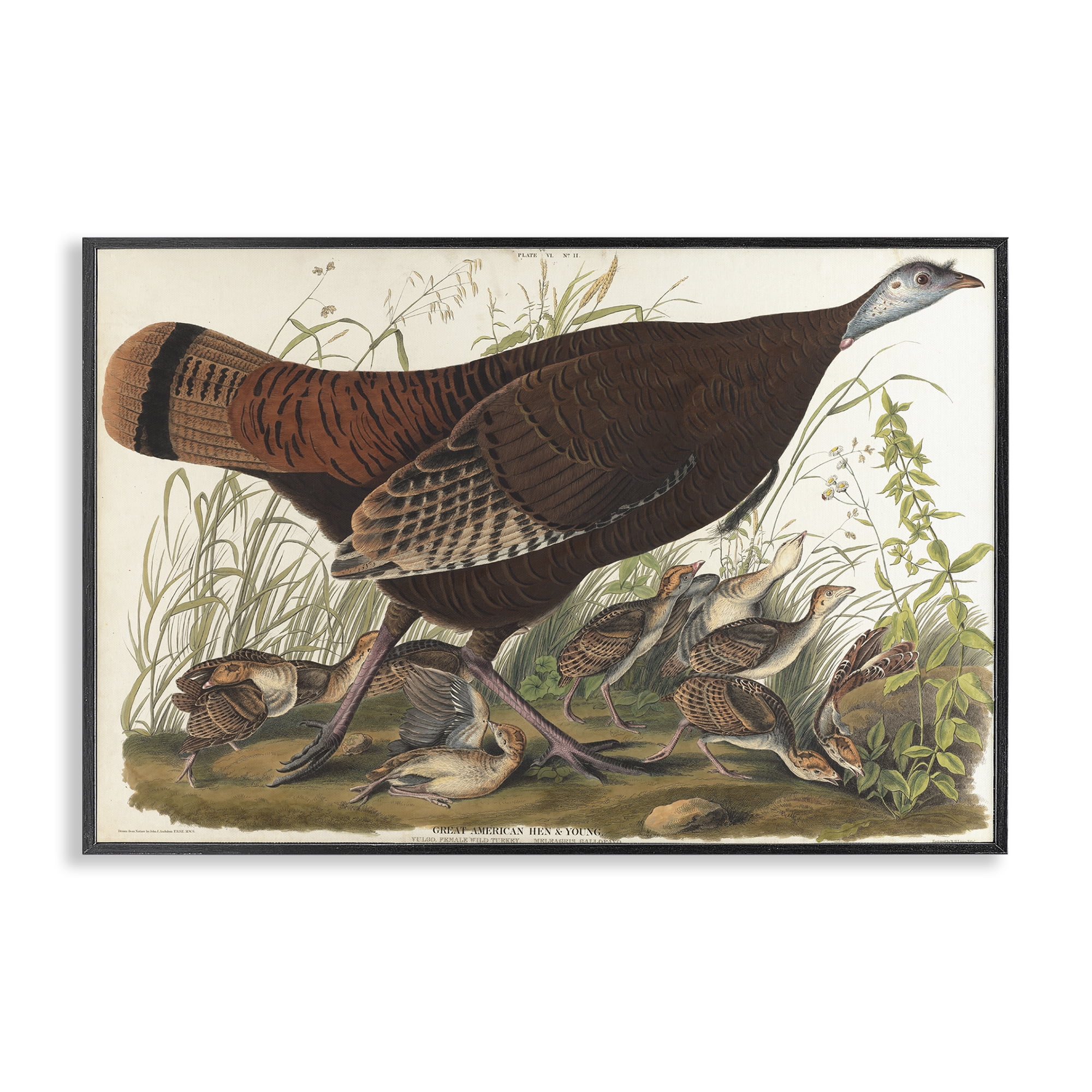 Stupell Industries Classic Great American Hen Animals Painting Black Framed Art Print Wall Art, 24 x 16