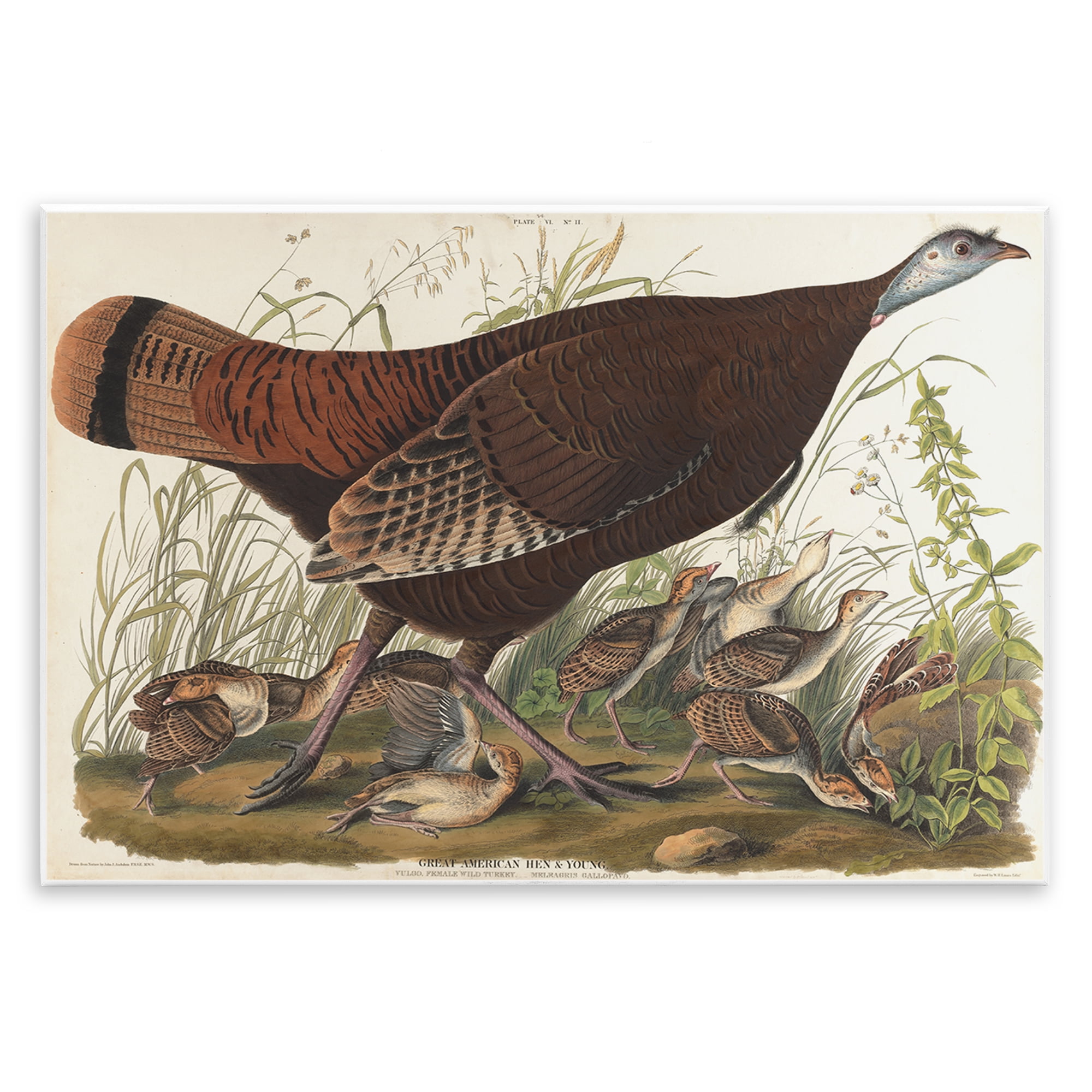 Stupell Industries Classic Great American Hen Animals Painting Unframed Art Print Wall Art, 19 x 13