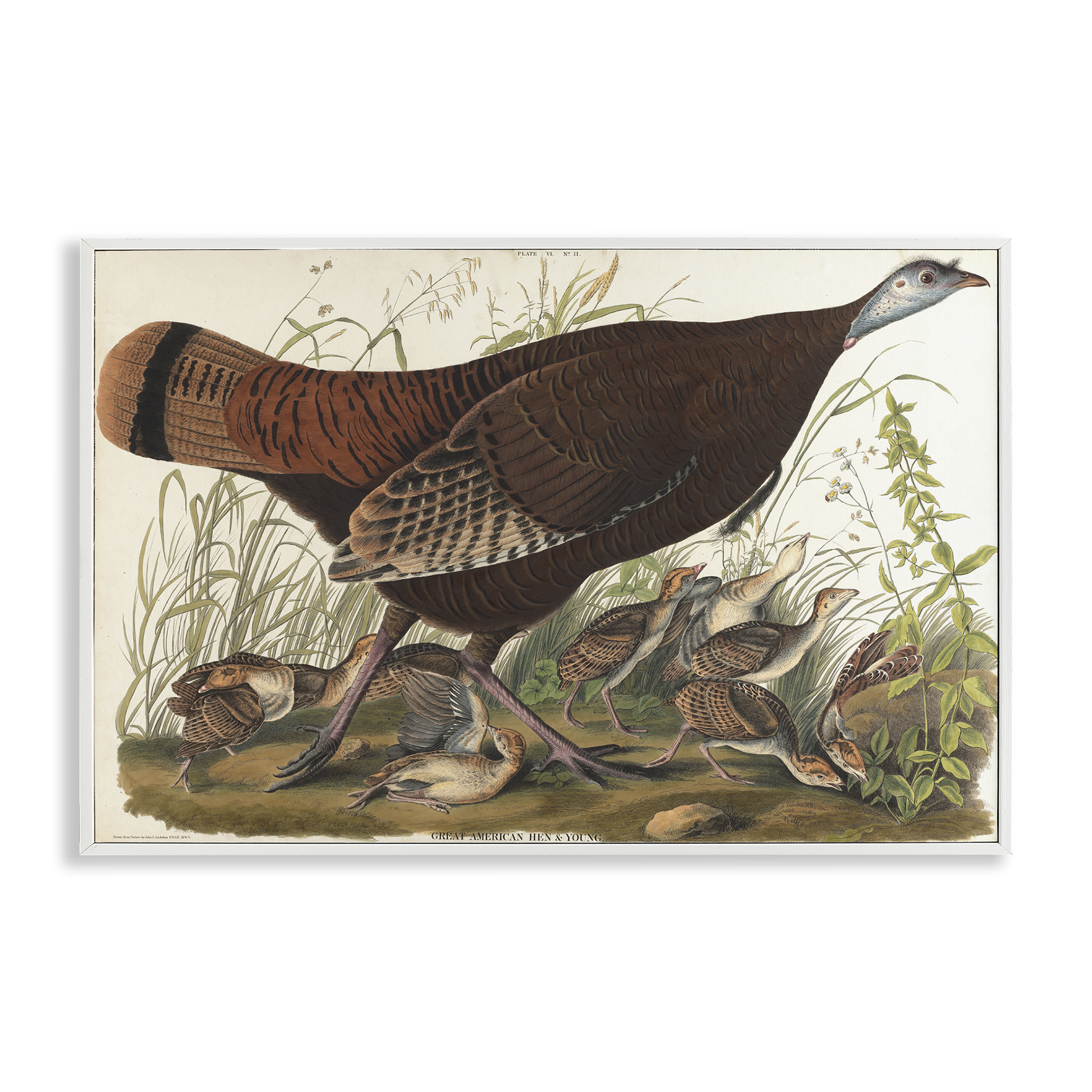 Stupell Industries Classic Great American Hen Animals Painting White Framed Art Print Wall Art, 24 x 16