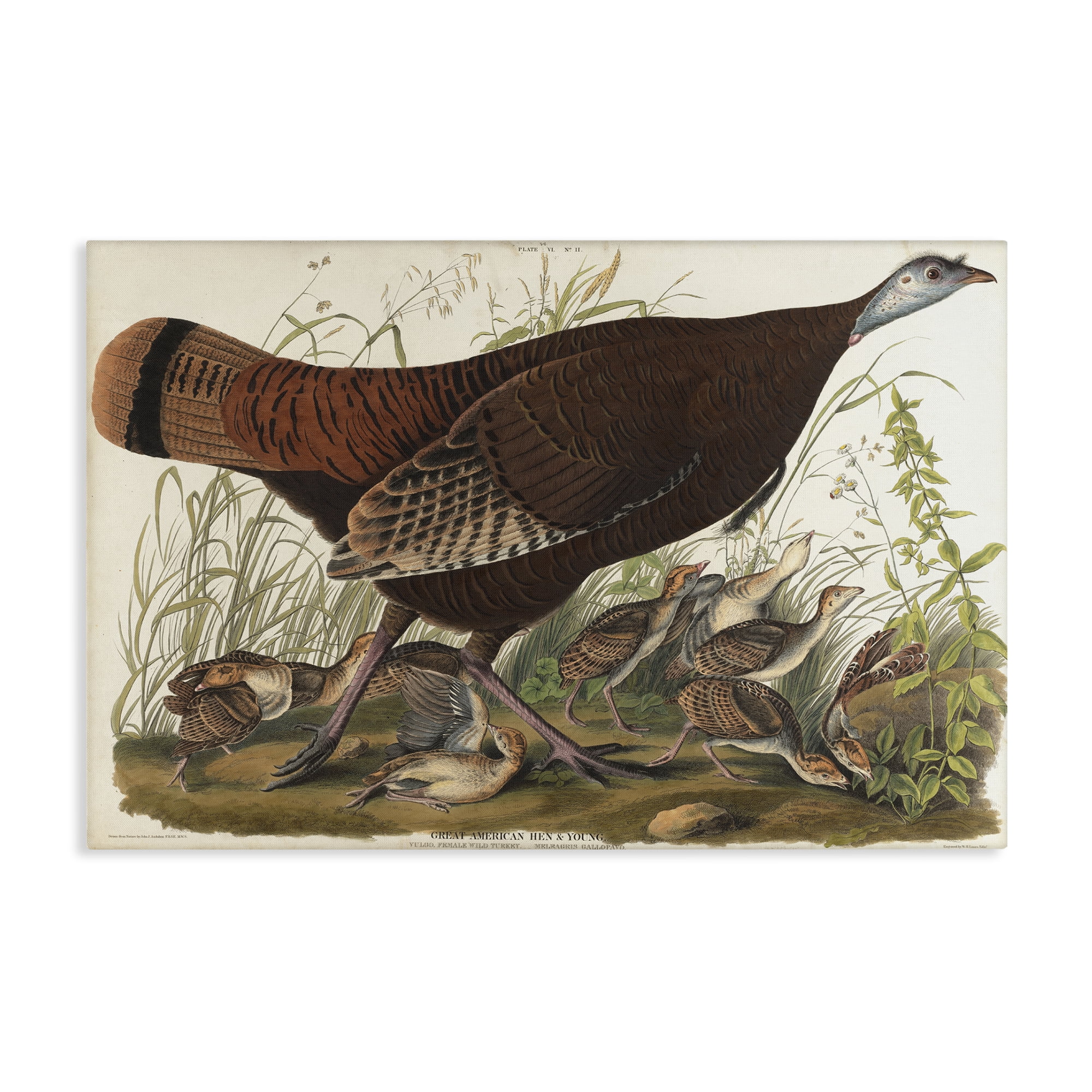 Stupell Industries Classic Great American Hen Animals Painting Wrapped Canvas Art Print Wall Art, 30 x 20