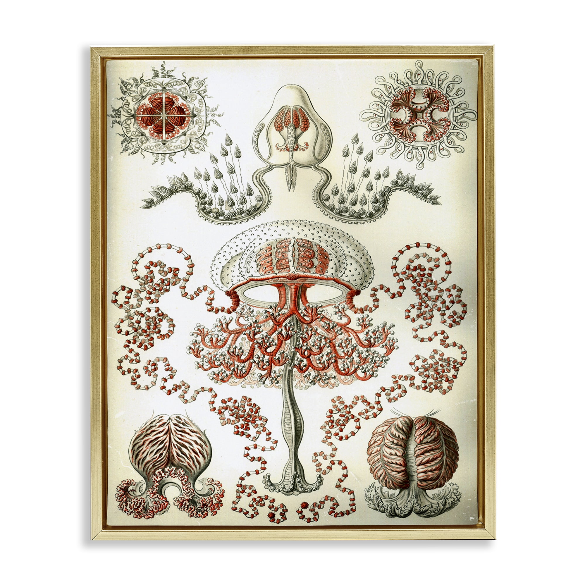 Stupell Industries Classic Haeckel Diagram STEM Painting Gold Floater Framed Canvas Art Print Wall Art, 17 x 21