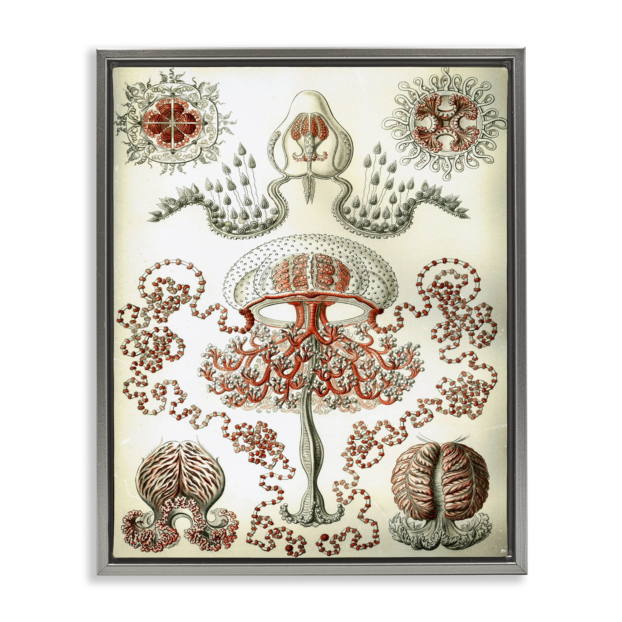 Stupell Industries Classic Haeckel Diagram STEM Painting Gray Floater Framed Canvas Art Print Wall Art, 17 x 21