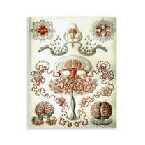 Stupell Industries Classic Haeckel Diagram STEM Painting Unframed Art Print Wall Art, 11 x 14