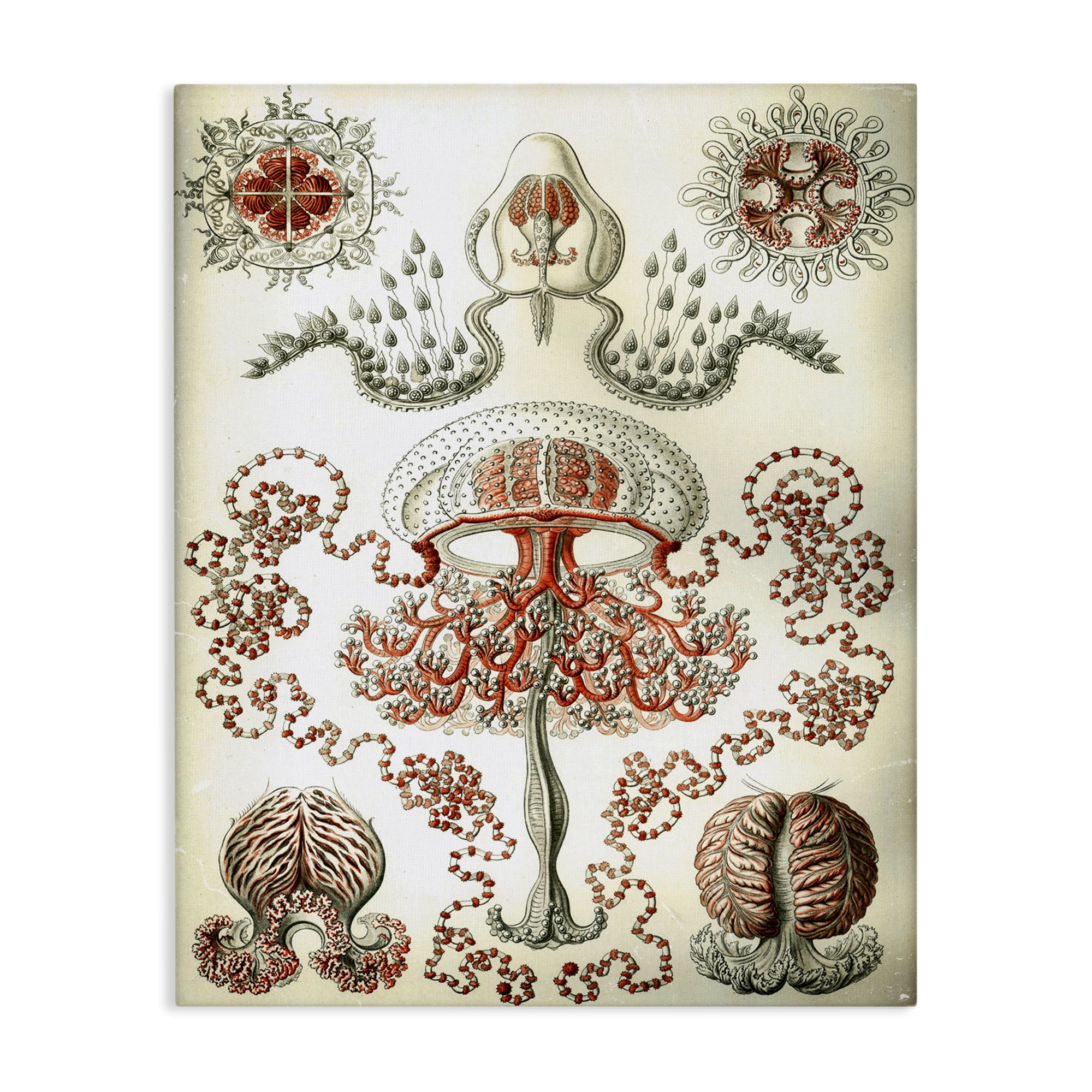 Stupell Industries Classic Haeckel Diagram STEM Painting Wrapped Canvas Art Print Wall Art, 16 x 20