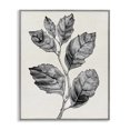 thumbnail image 1 of Stupell Industries Cottage Classic Leaf Branch Cut Gray Framed Giclee Art, 16 x 20, by Karen Smith, 1 of 7