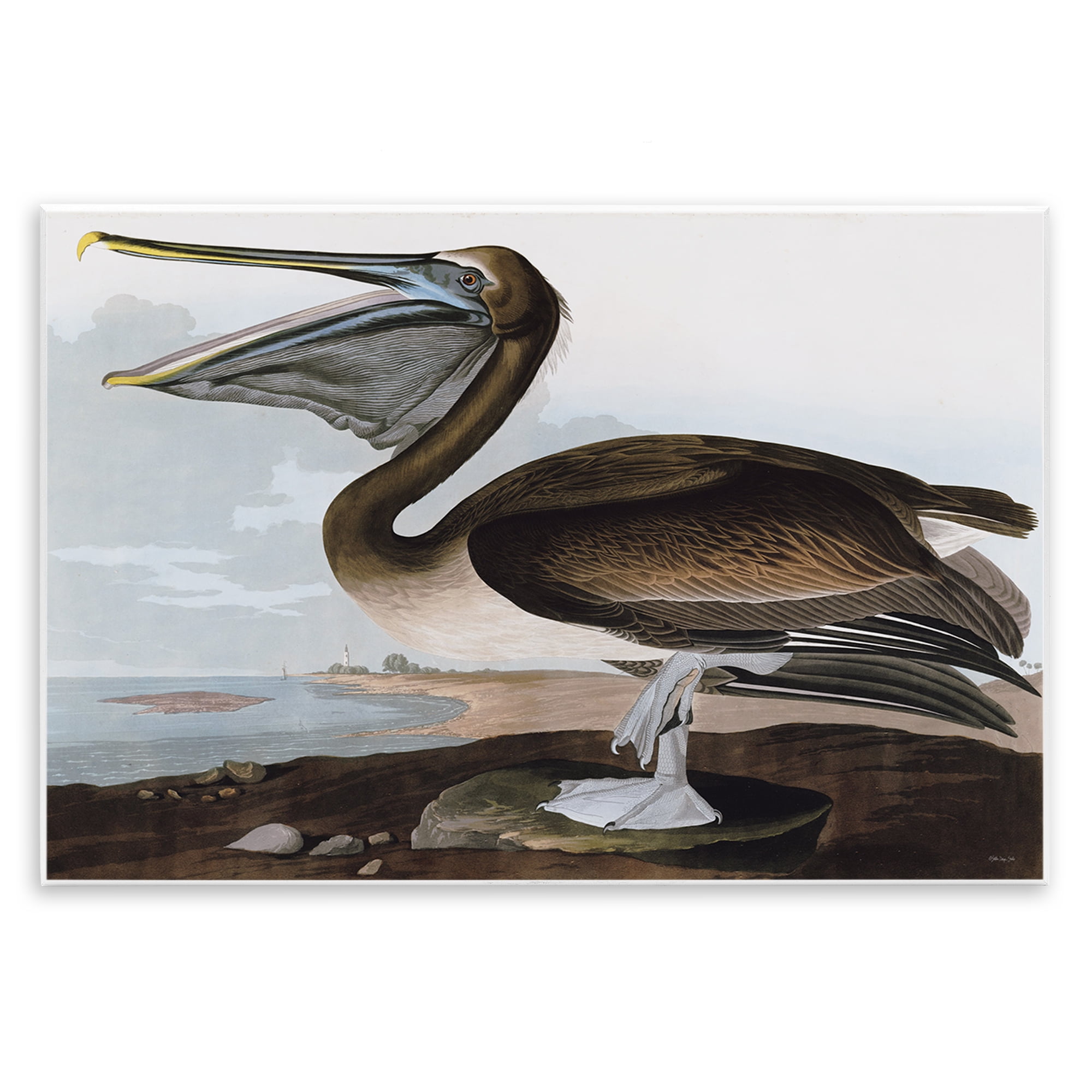 Stupell Industries Classic Pelican at Beach Animals & Insects Painting Unframed Art Print Wall Art, 15 x 10