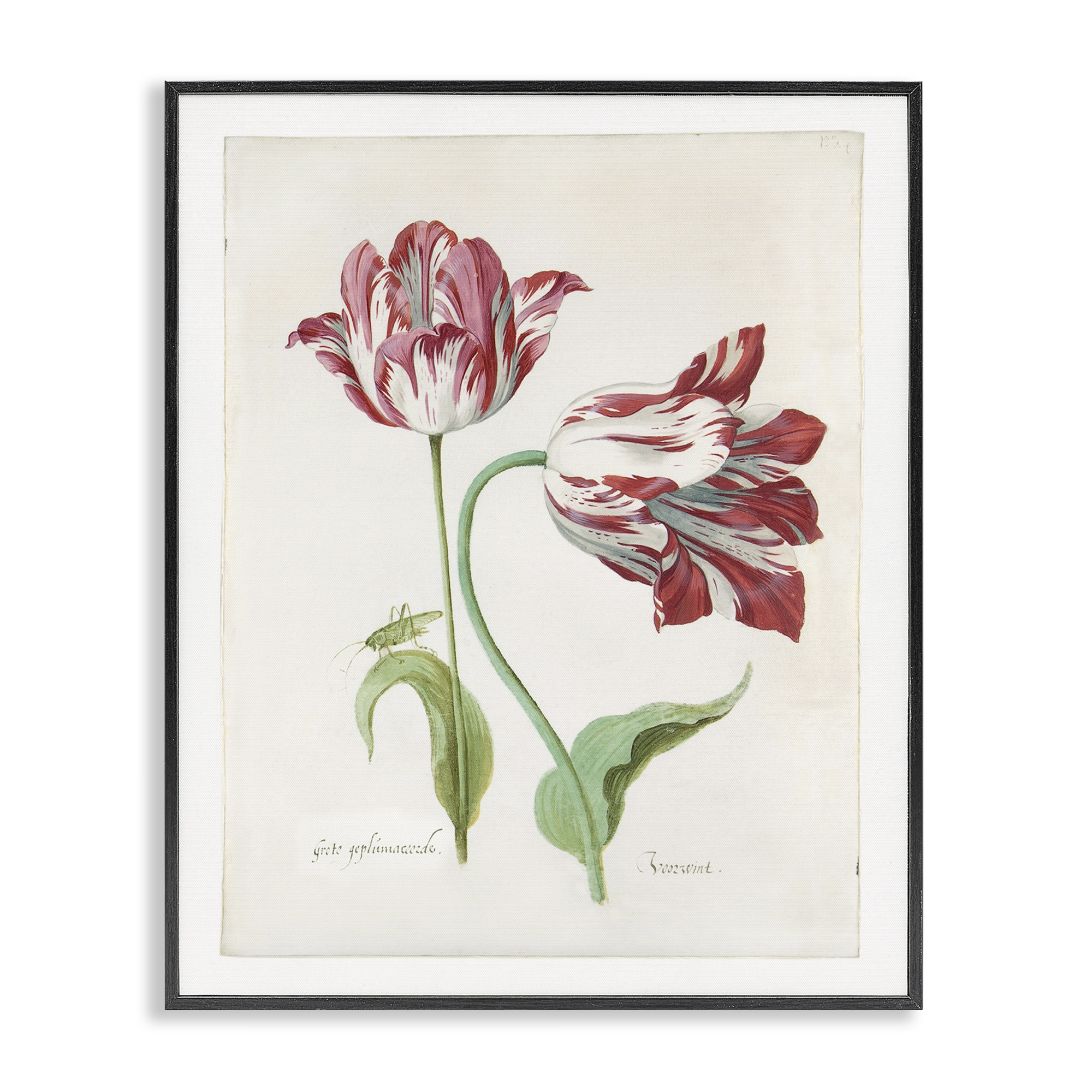 Stupell Industries Classic Tulip Study Plants & Flowers Painting Black Framed Art Print Wall Art, 16 x 20
