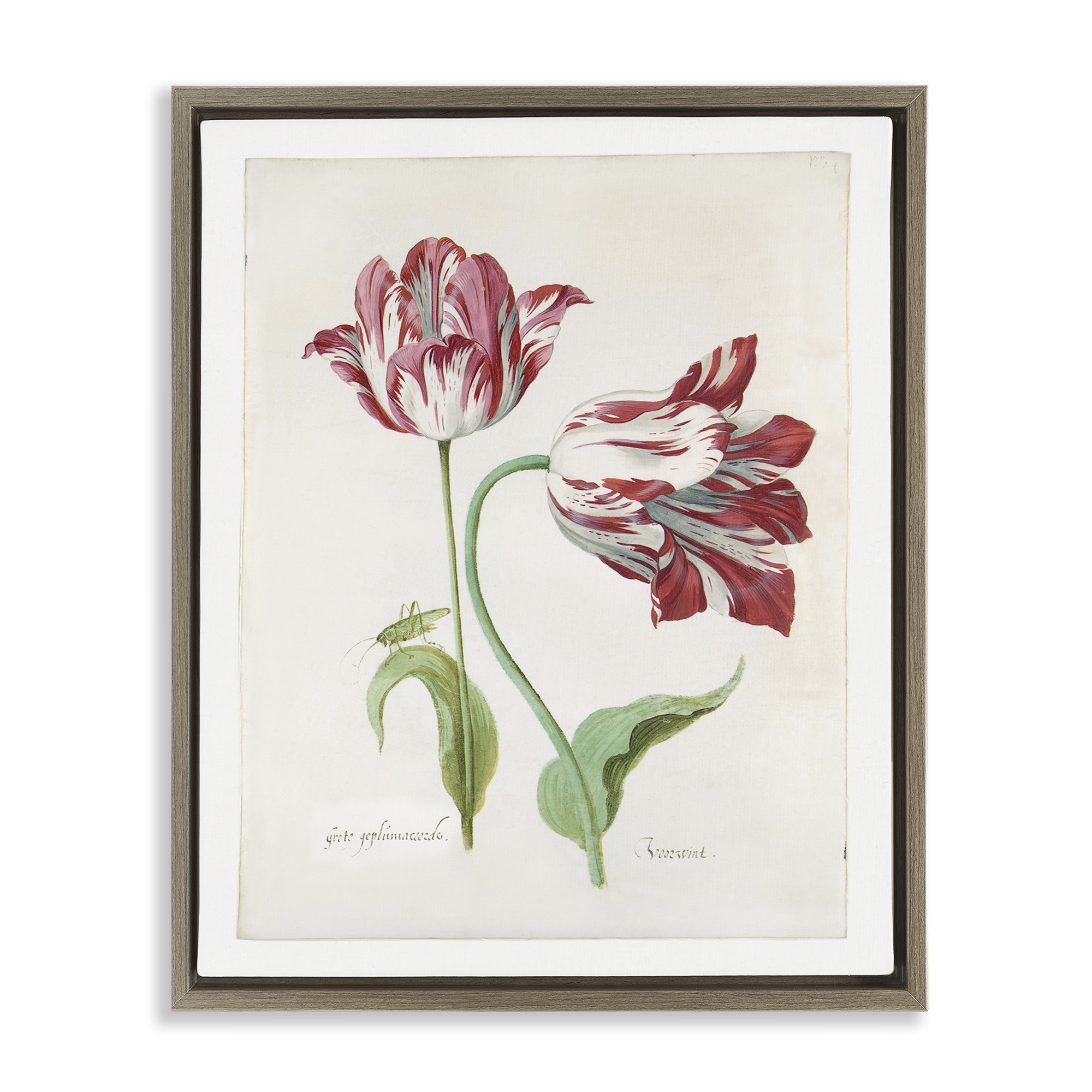 Stupell Industries Classic Tulip Study Plants & Flowers Painting Brown Floater Framed Canvas Art Print Wall Art, 17 x 21