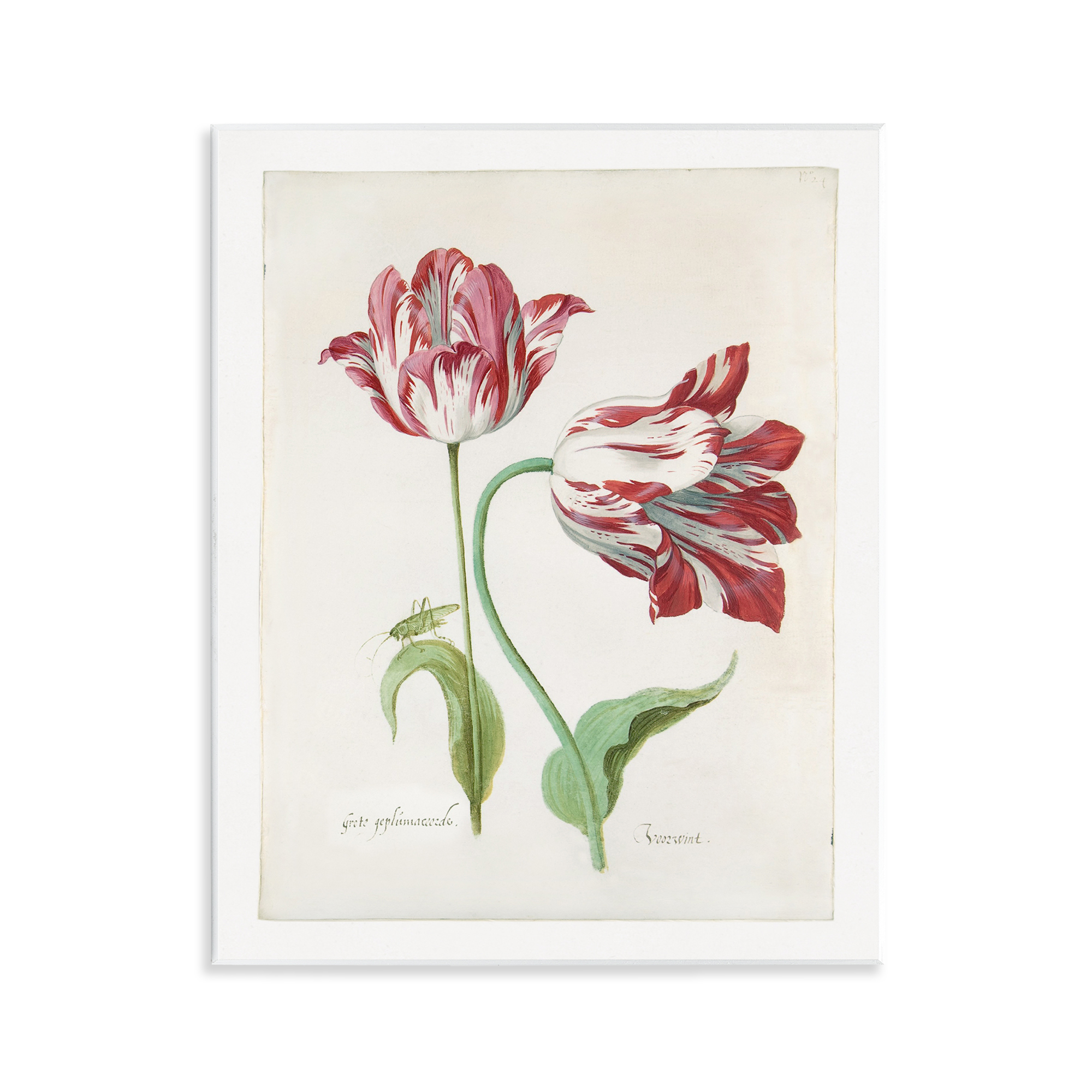 Stupell Industries Classic Tulip Study Plants & Flowers Painting Unframed Art Print Wall Art, 11 x 14