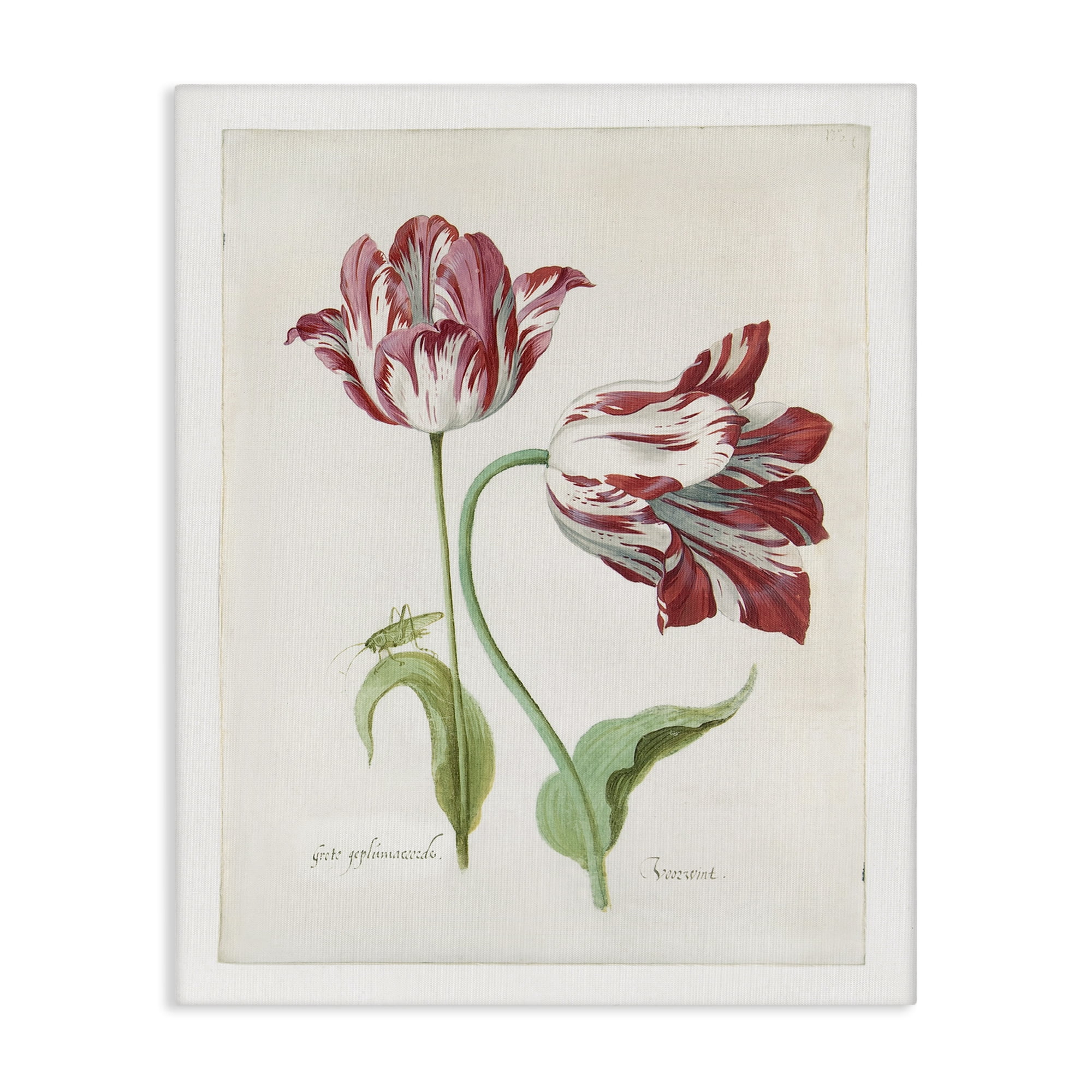 Stupell Industries Classic Tulip Study Plants & Flowers Painting Wrapped Canvas Art Print Wall Art, 16 x 20