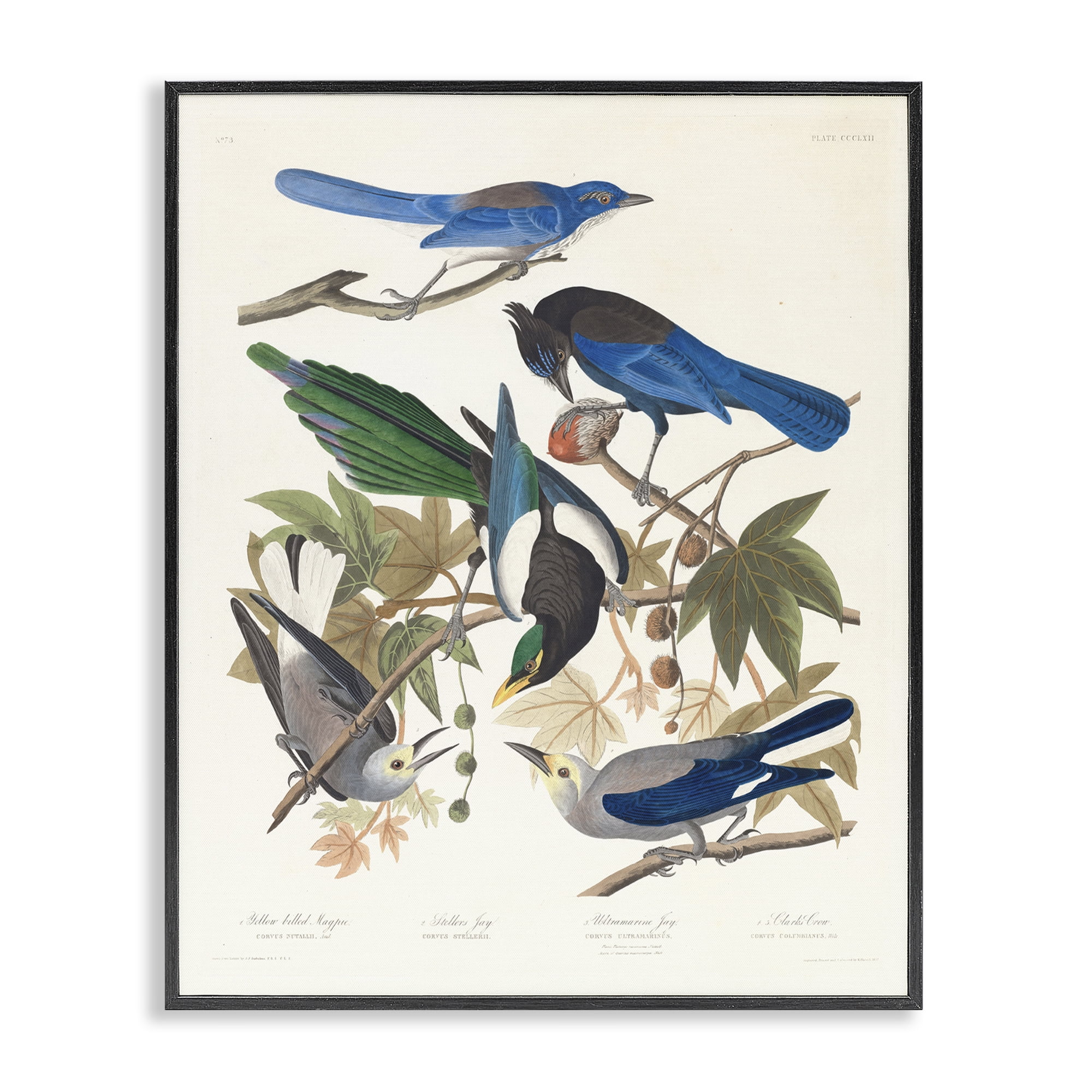 Stupell Industries Classic Yellow Billed Magpie Animals Painting Black Framed Art Print Wall Art, 16 x 20