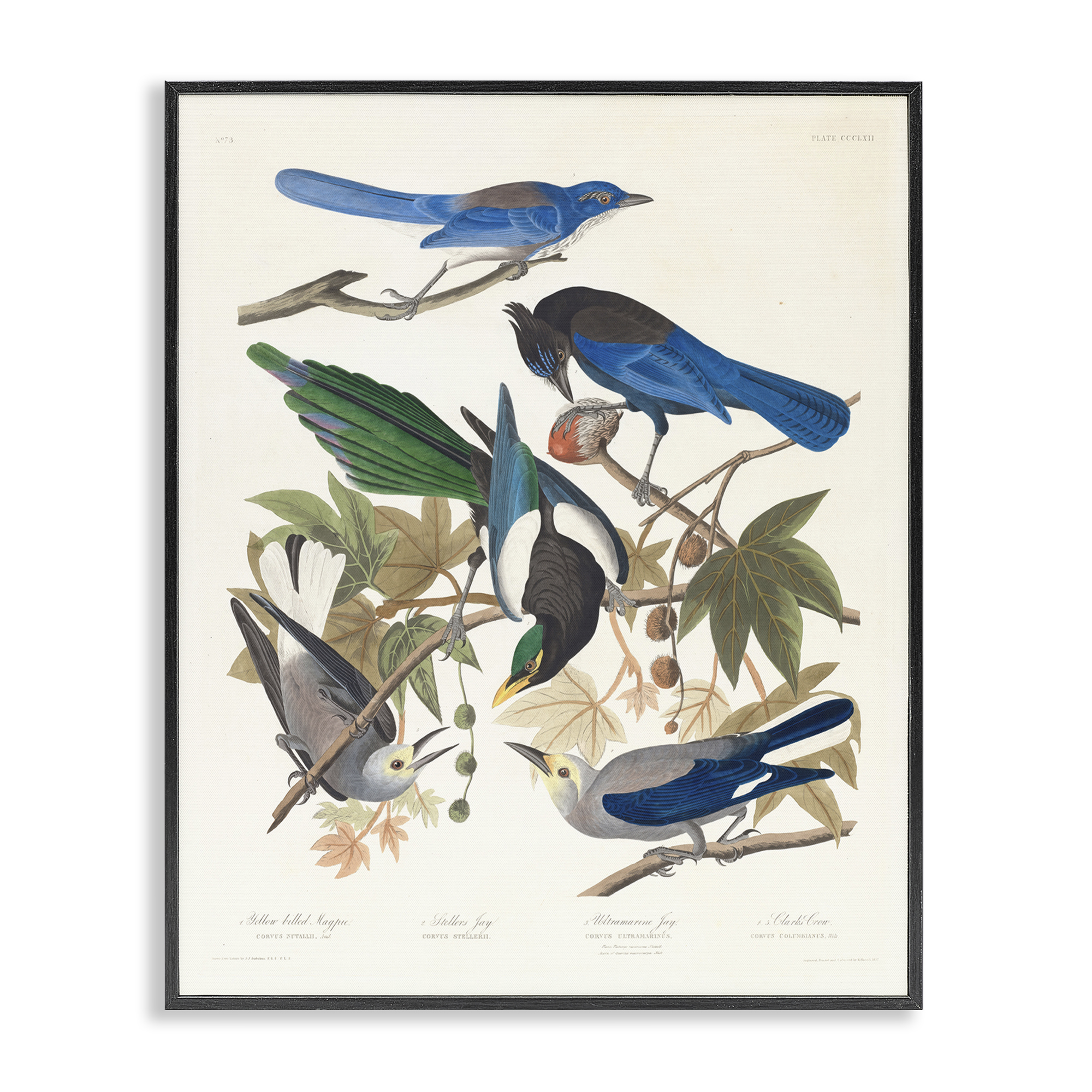 Stupell Industries Classic Yellow Billed Magpie Animals Painting Black Framed Art Print Wall Art, 24 x 30