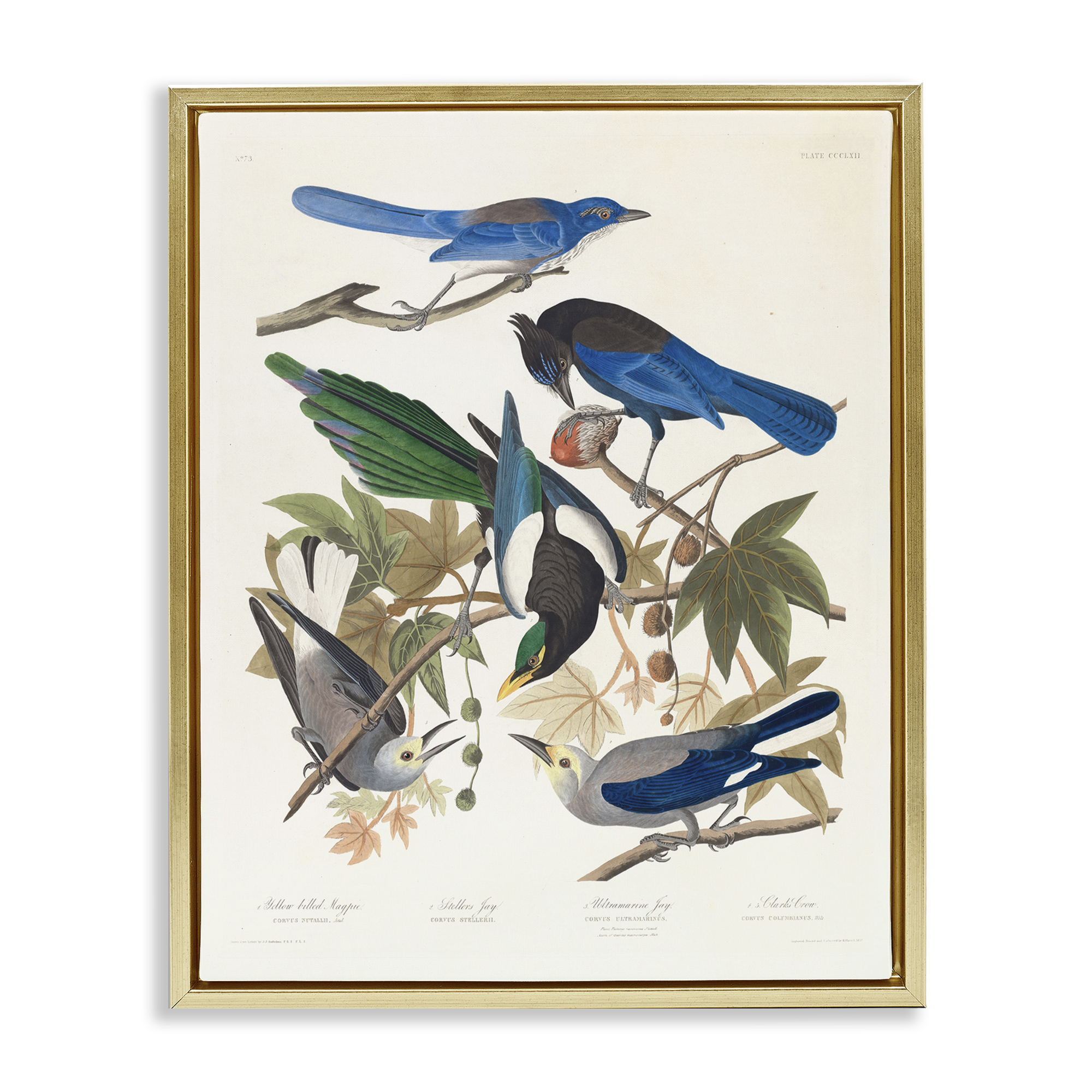 Stupell Industries Classic Yellow Billed Magpie Animals Painting Gold Floater Framed Canvas Art Print Wall Art, 25 x 31