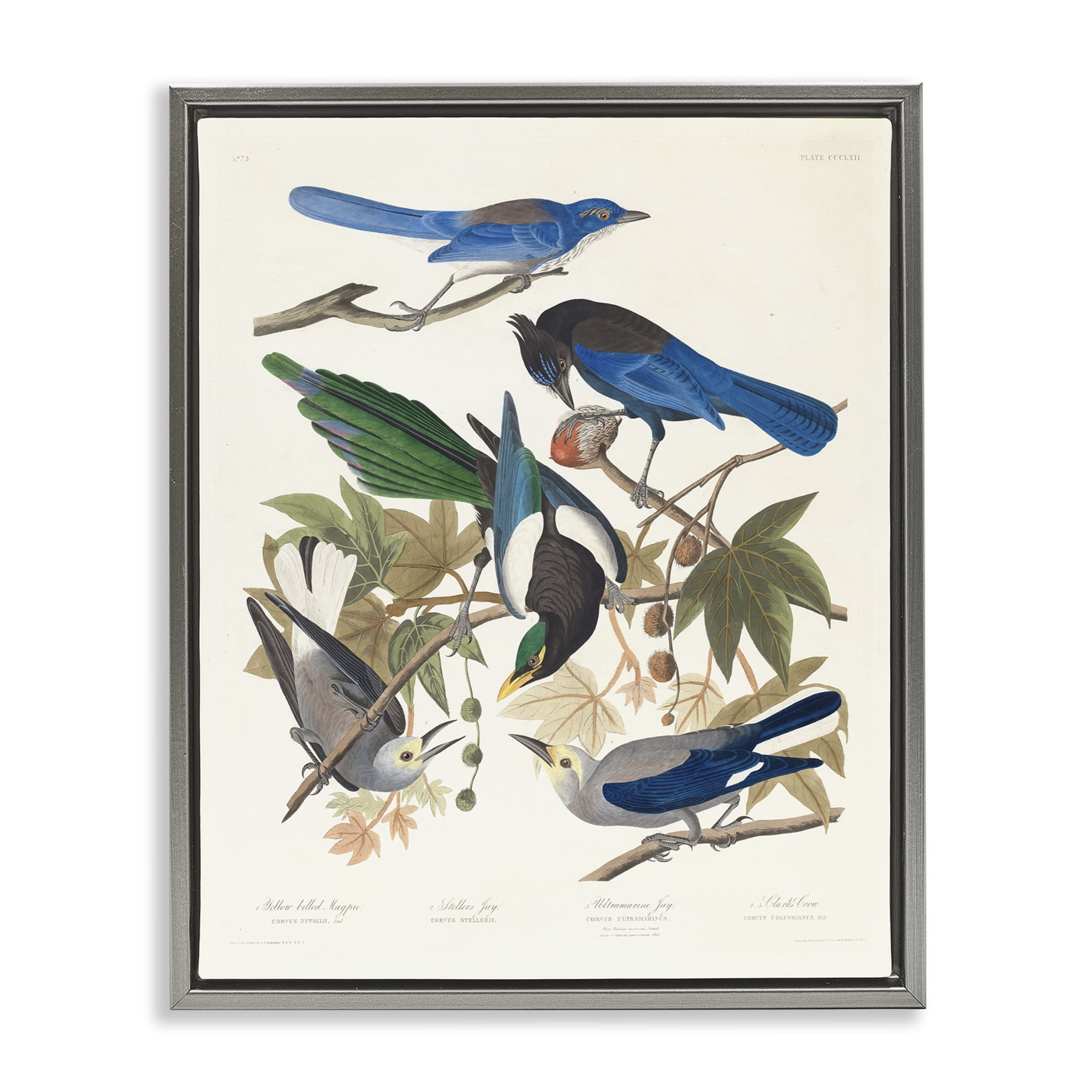 Stupell Industries Classic Yellow Billed Magpie Animals Painting Gray Floater Framed Canvas Art Print Wall Art, 17 x 21