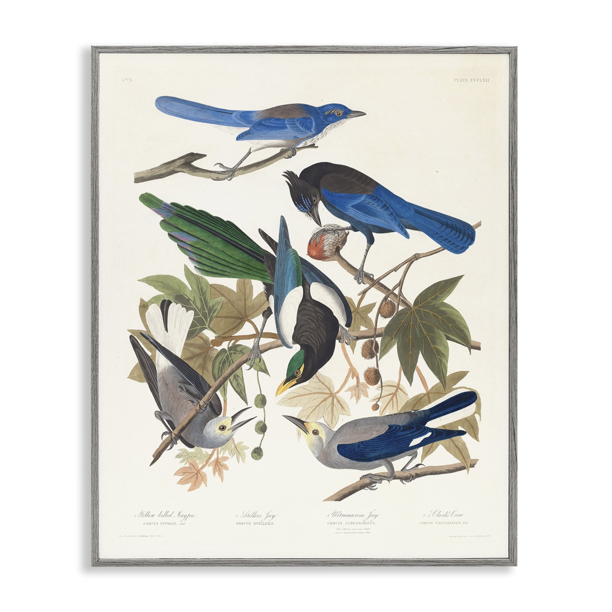 Stupell Industries Classic Yellow Billed Magpie Animals Painting Gray Framed Art Print Wall Art, 11 x 14