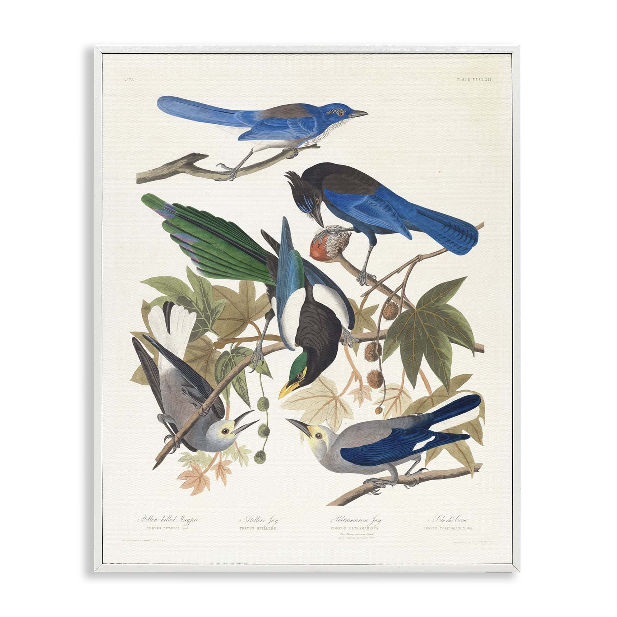 Stupell Industries Classic Yellow Billed Magpie Animals Painting White Framed Art Print Wall Art, 24 x 30