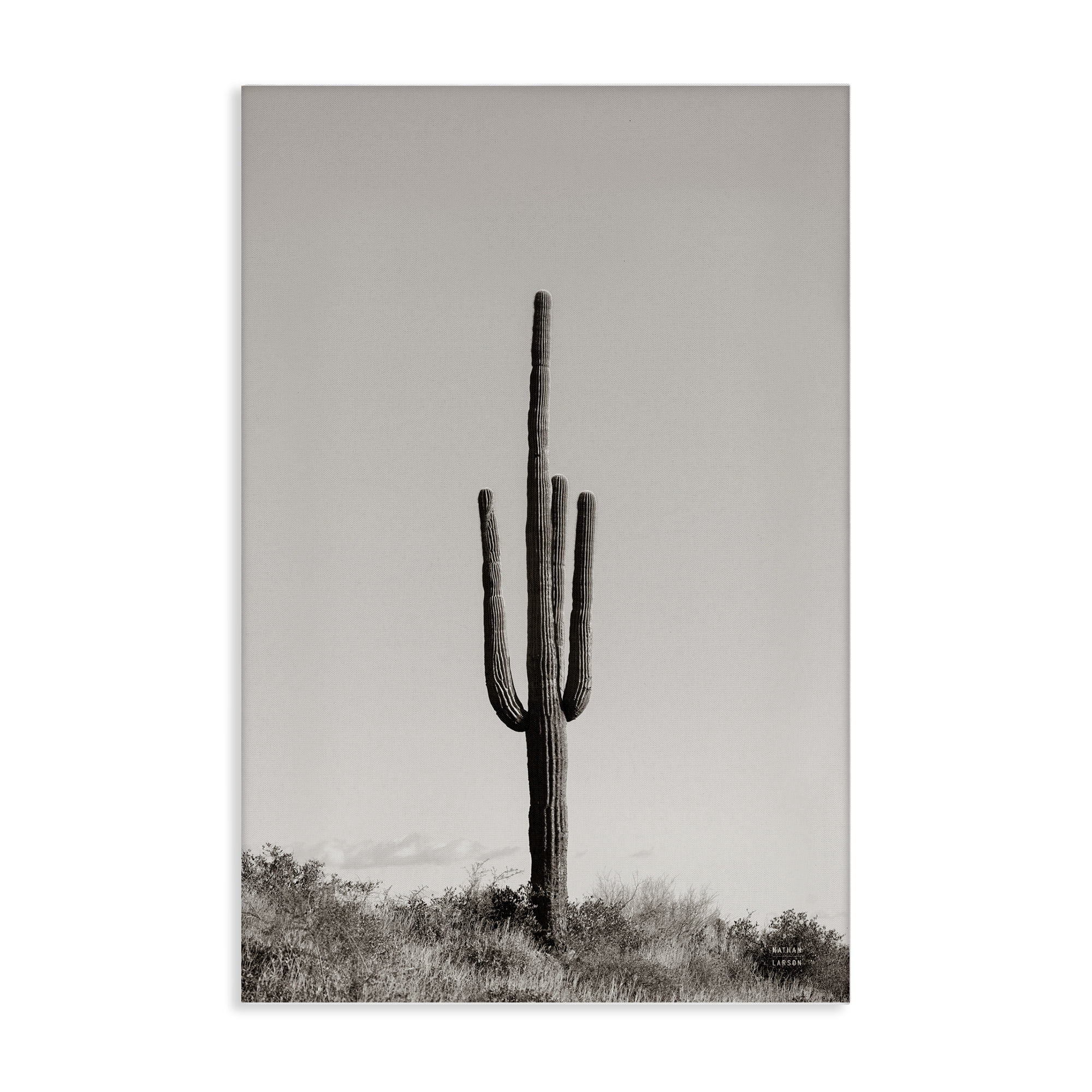 Stupell Industries Clear Afternoon Cactus Landscape & Nature Photography Wrapped Canvas Art Print Wall Art, 16 x 24