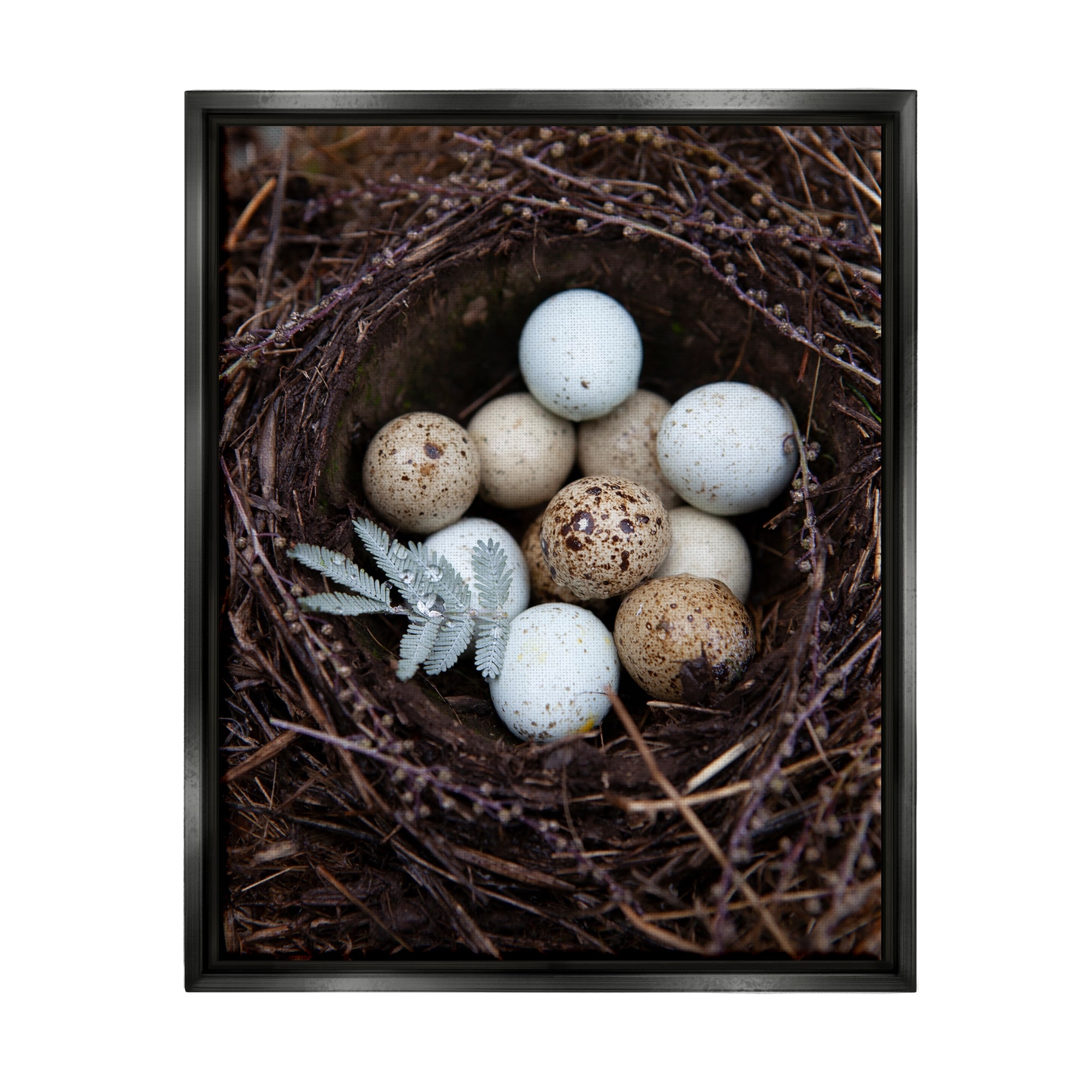 Stupell Industries Close Up Bird Eggs Nest Wildlife Nature Photography Photograph Jet Black Floating Framed Canvas Print Wall Art, Design by Tania Soderman