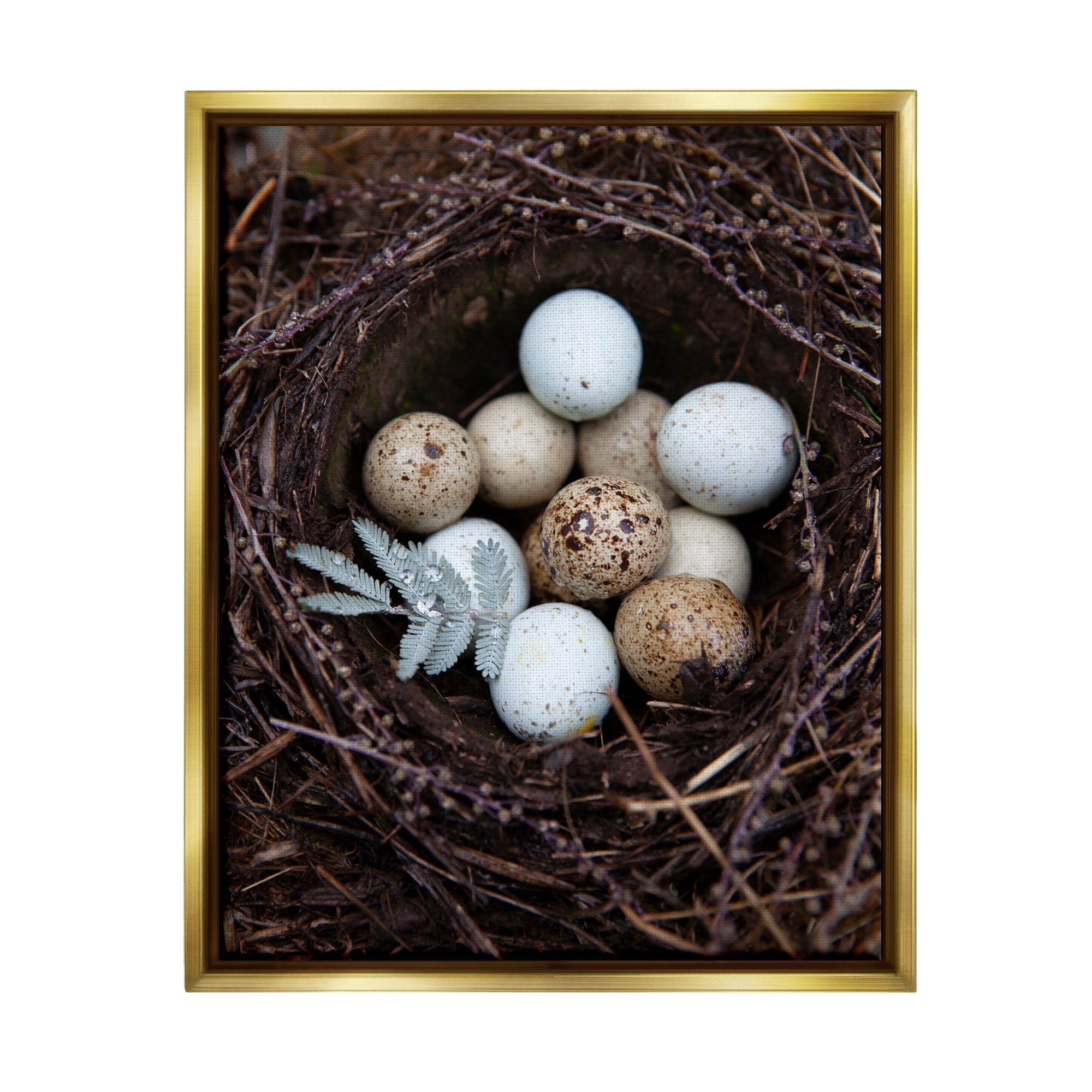 Stupell Industries Close Up Bird Eggs Nest Wildlife Nature Photography Photograph Metallic Gold Floating Framed Canvas Print Wall Art, Design by Tania Soderman