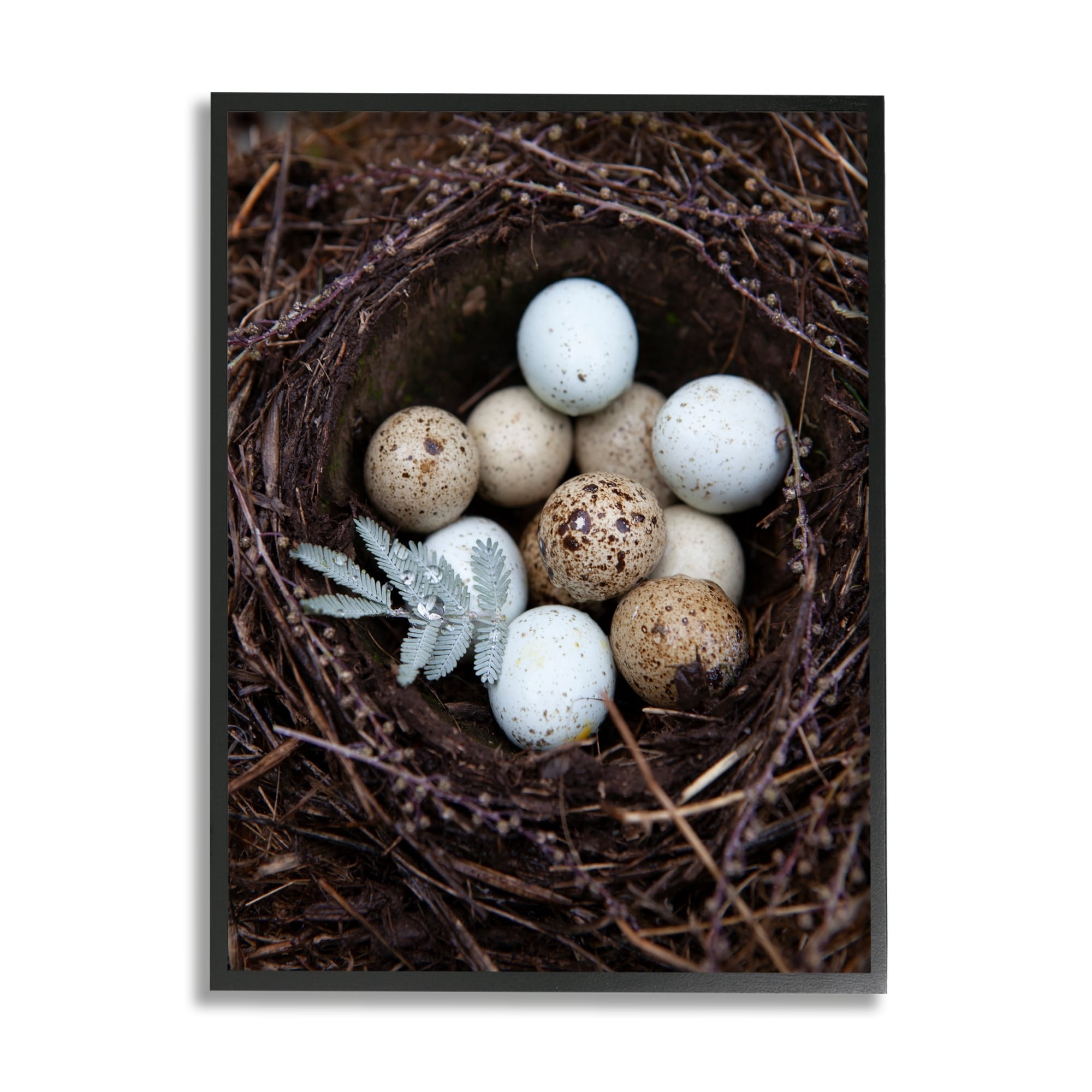 Stupell Industries Close Up Bird Eggs Nest Wildlife Nature Photography Photograph Black Framed Art Print Wall Art, Design by Tania Soderman