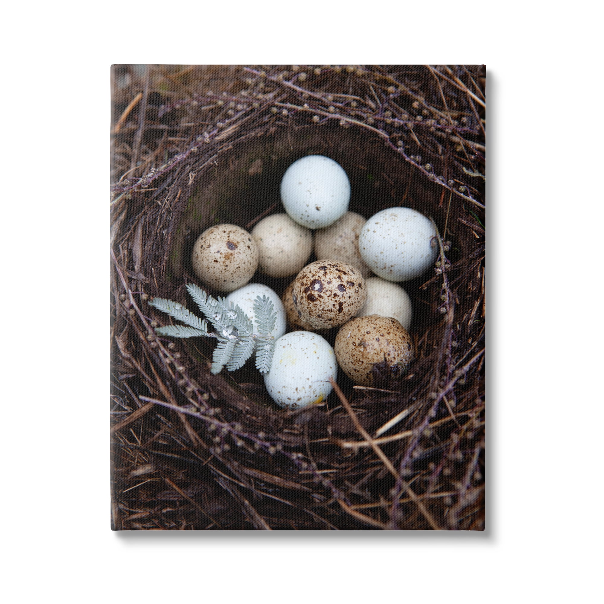Stupell Industries Close Up Bird Eggs Nest Wildlife Nature Photography Photograph Gallery Wrapped Canvas Print Wall Art, Design by Tania Soderman