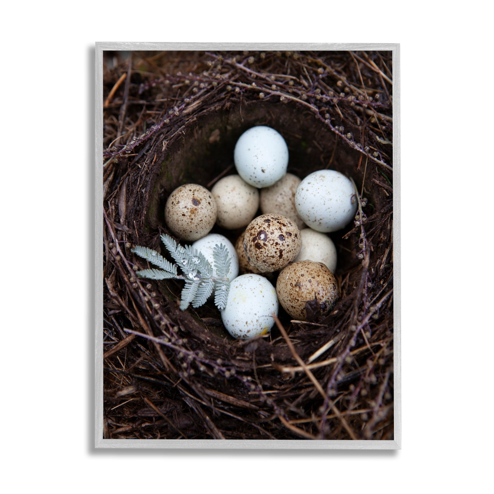 Stupell Industries Close Up Bird Eggs Nest Wildlife Nature Photography Photograph Gray Framed Art Print Wall Art, Design by Tania Soderman