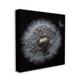 thumbnail image 1 of Stupell Industries Close Up Dandelion Petals Black Brown White Photograph Canvas Wall Art Design by Andre Eichman, 36" x 36", 1 of 1