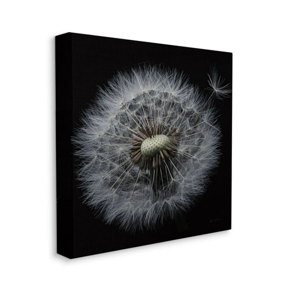 Stupell Industries Close Up Dandelion Petals Black Brown White Photograph Canvas Wall Art Design by Andre Eichman, 36" x 36"
