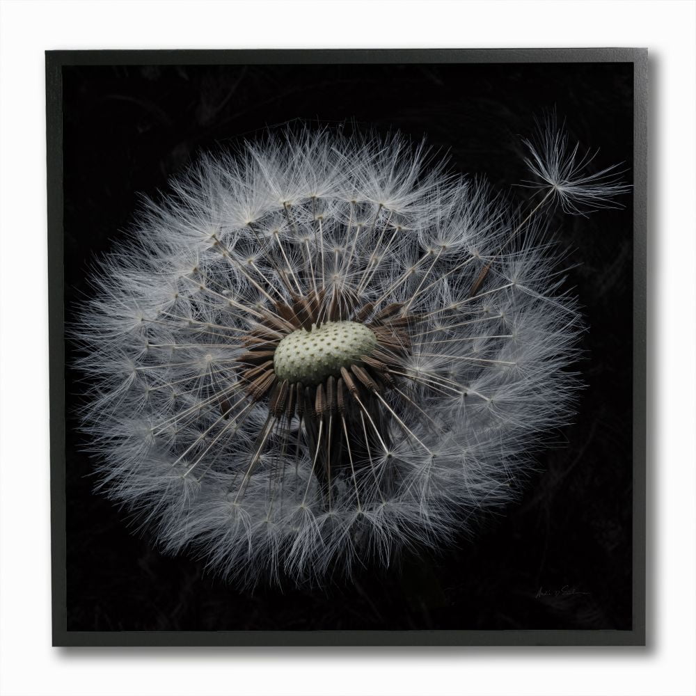 Stupell Industries Close Up Dandelion Petals Black Brown White Photograph Framed Wall Art Design by Andre Eichman, 12" x 12", Black Framed
