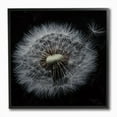 thumbnail image 1 of Stupell Industries Close Up Dandelion Petals Black Brown White Photograph Framed Wall Art Design by Andre Eichman, 12" x 12", Black Framed, 1 of 5