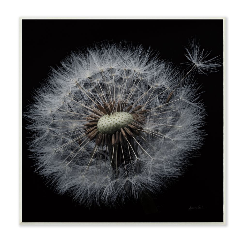Stupell Industries Close Up Dandelion Petals Black Brown White Photograph Unframed Art Print Wall Art, 12x12, by Andre Eichman