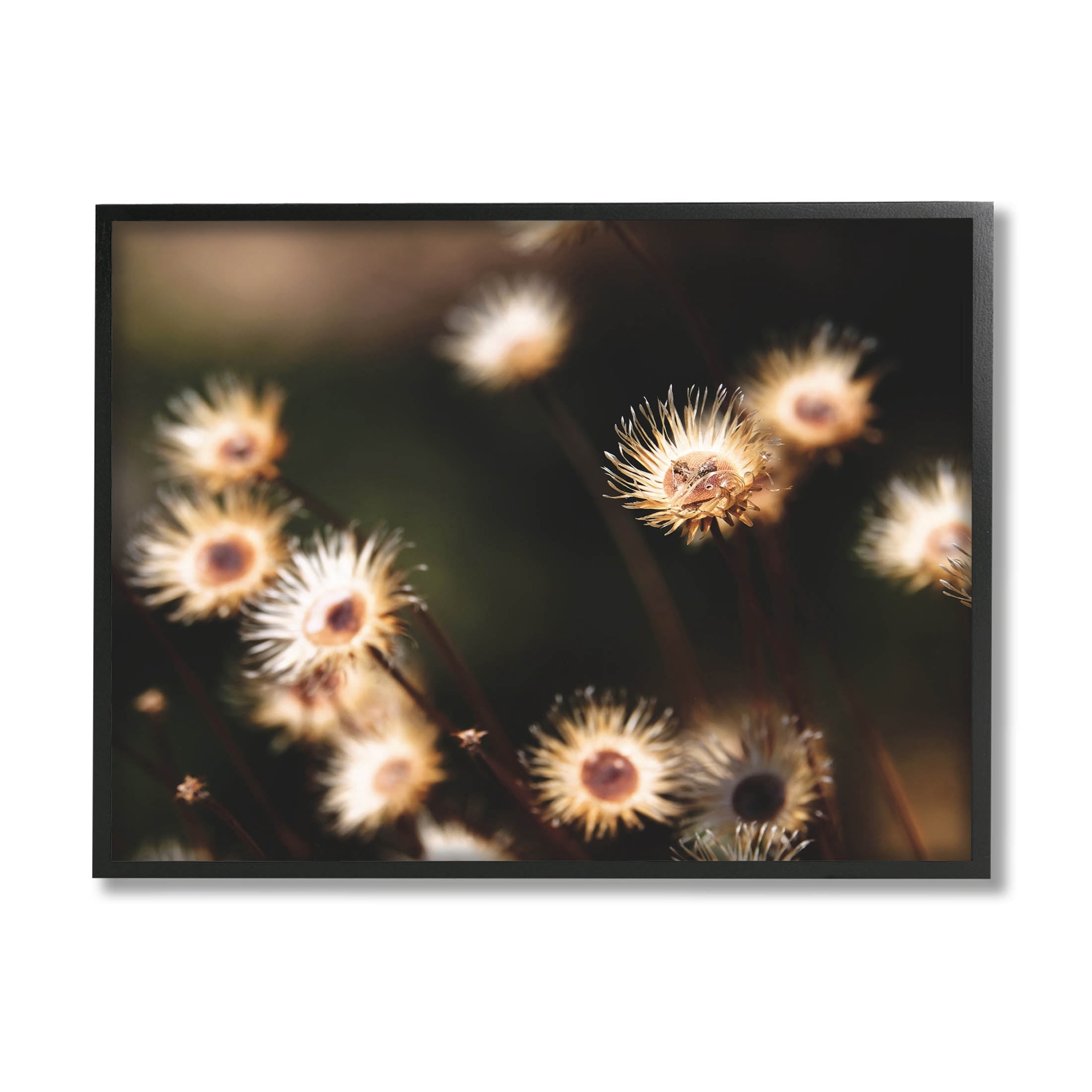 Stupell Industries Close Up Floral Buds Photograph Black Framed Art Print Wall Art, Design by Lil' Rue