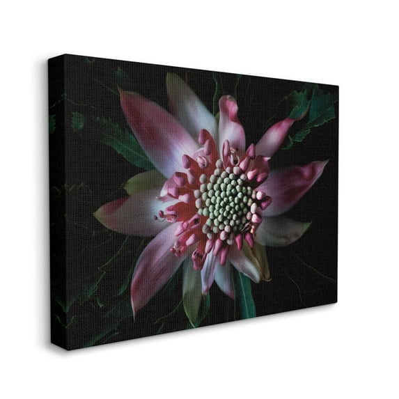 Stupell Industries Close Up Flower Pistil Details Pink Black Nature Photograph Canvas Wall Art Design by Elise Catterall, 30" x 40"