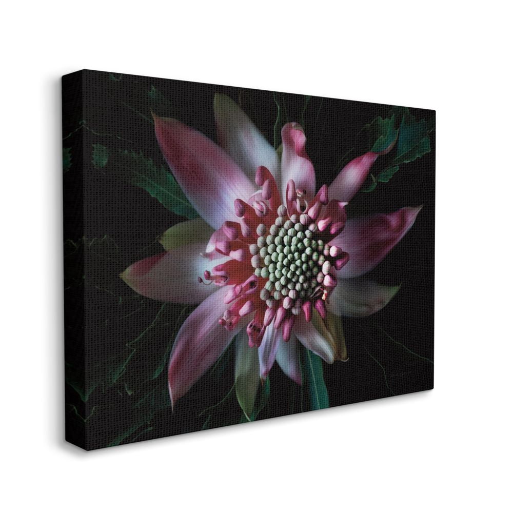 Stupell Industries Close Up Flower Pistil Details Pink Black Nature Photograph Canvas Wall Art Design by Elise Catterall, 36" x 48"