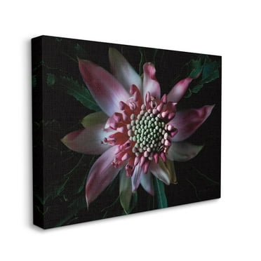 Stupell Industries Close Up Flower Pistil Details Pink Black Nature Photograph Canvas Wall Art Design by Elise Catterall, 36" x 48"
