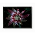 thumbnail image 1 of Stupell Industries Close Up Flower Pistil Details Pink Black Nature Photograph Framed Wall Art Design by Elise Catterall, 24" x 30", Black Framed, 1 of 5