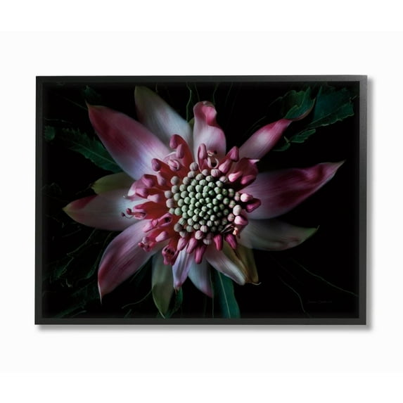 Stupell Industries Close Up Flower Pistil Details Pink Black Nature Photograph Framed Wall Art Design by Elise Catterall, 24" x 30", Black Framed