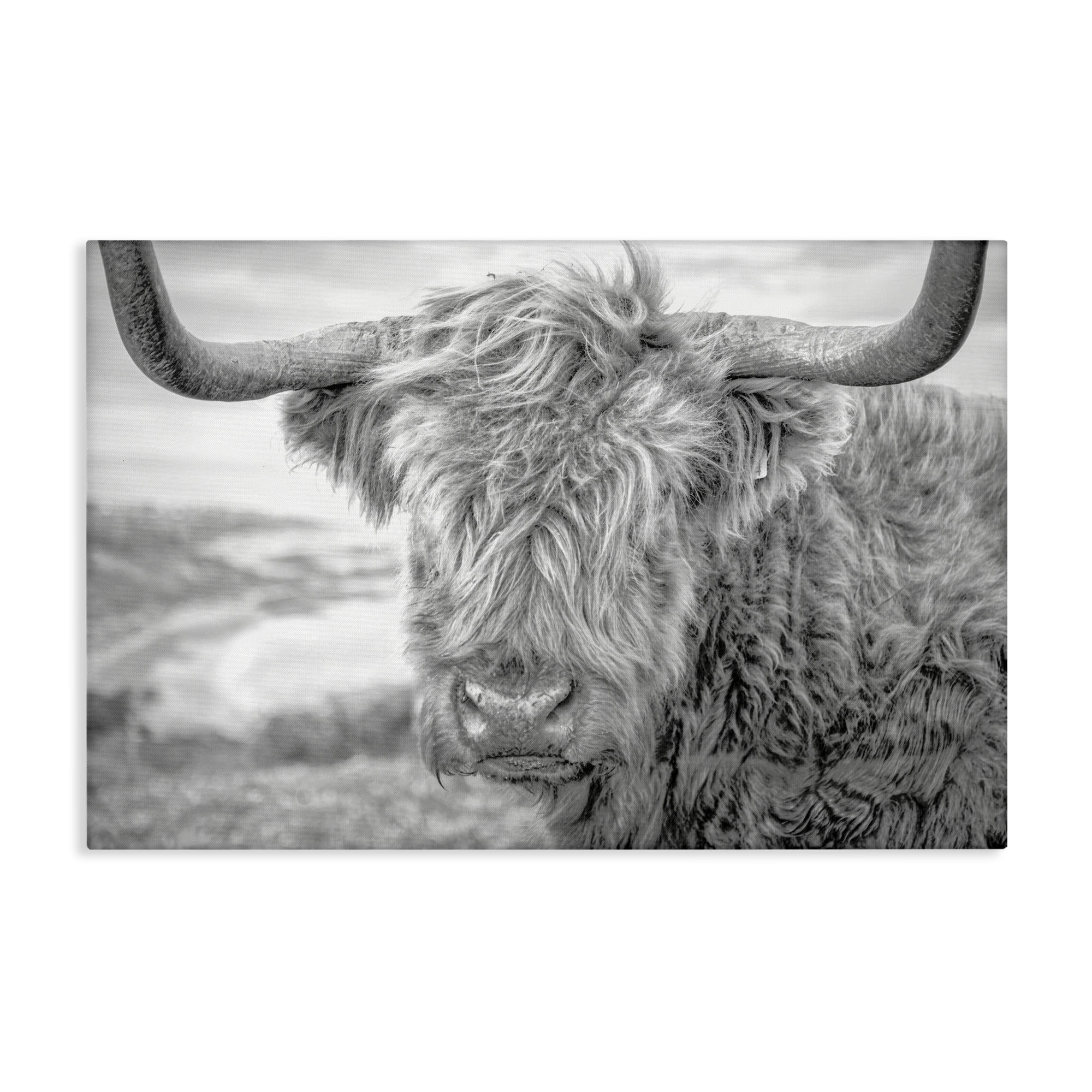 Stupell Industries Close Up Fuzzy Cattle Animals & Insects Photography Gallery Wrapped Canvas Art Print Wall Art, 30 x 20