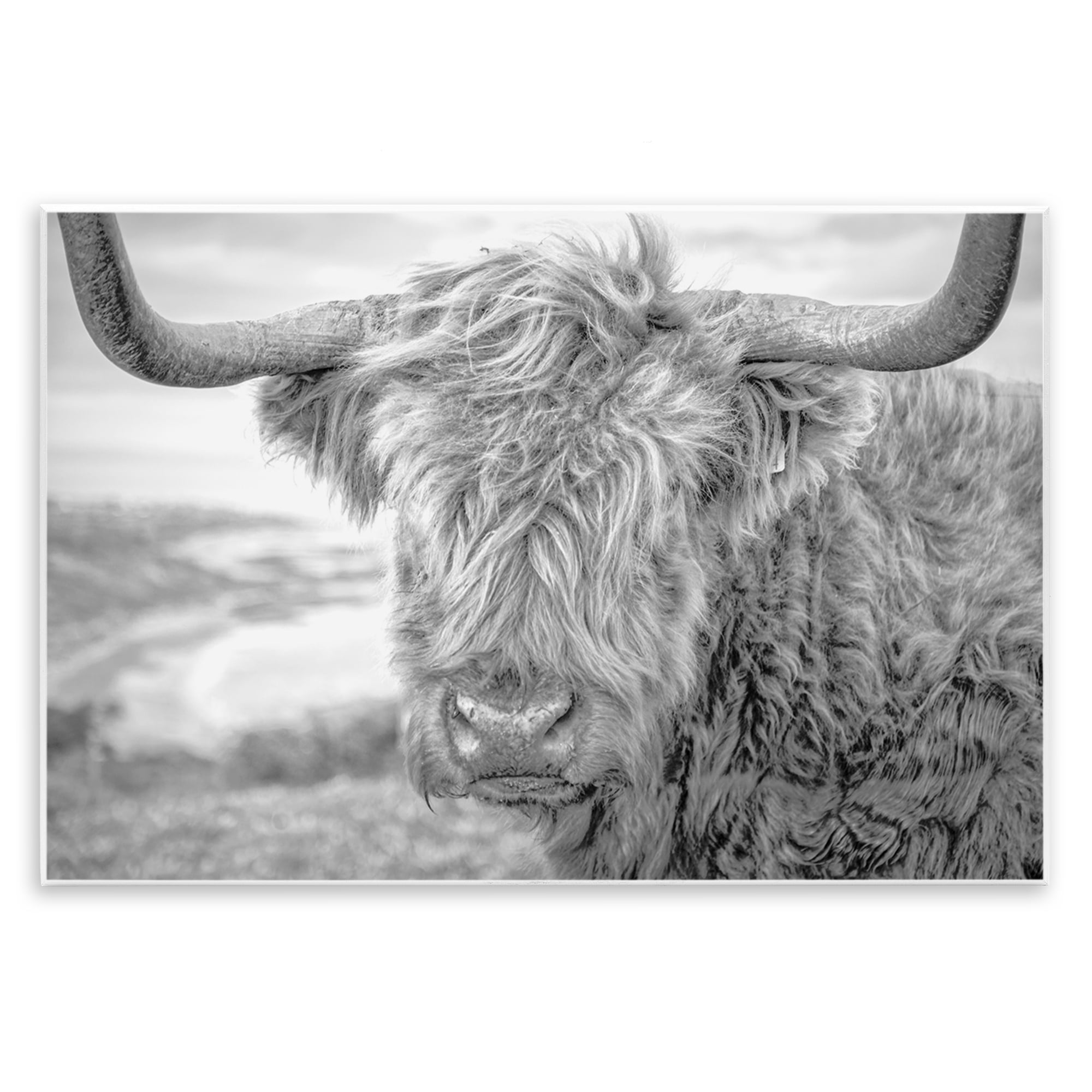 Stupell Industries Close Up Fuzzy Cattle Animals & Insects Photography Unframed Art Print Wall Art, 19 x 13