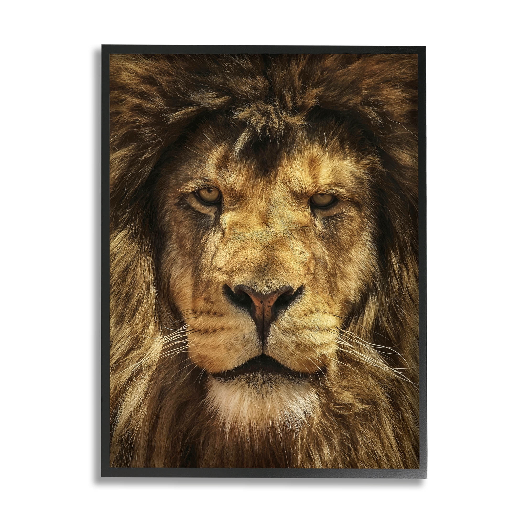 Stupell Industries Close Up Lion Portrait Photograph Black Framed Art Print Wall Art, Design by Carrie Ann Grippo-Pike