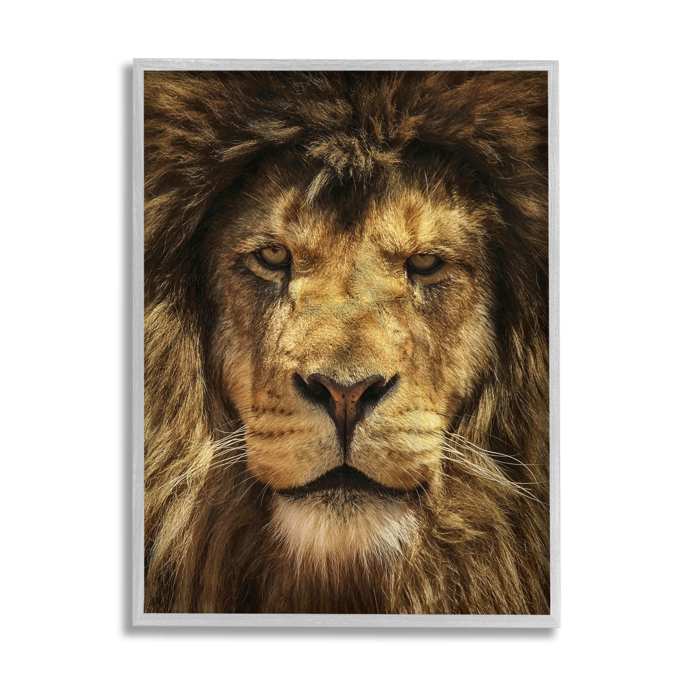 Stupell Industries Close Up Lion Portrait Photograph Gray Framed Art Print Wall Art, Design by Carrie Ann Grippo-Pike